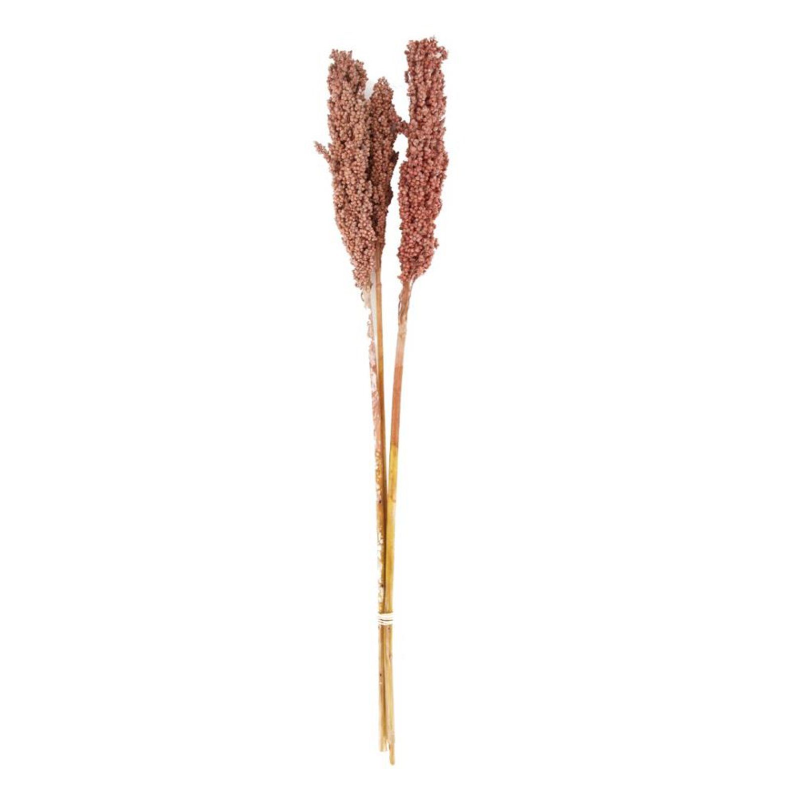 Trockenblume Maisgras rosa - Indian corn - Zea mays - 70x10x6.5 cm - 3 Stück, DIJK