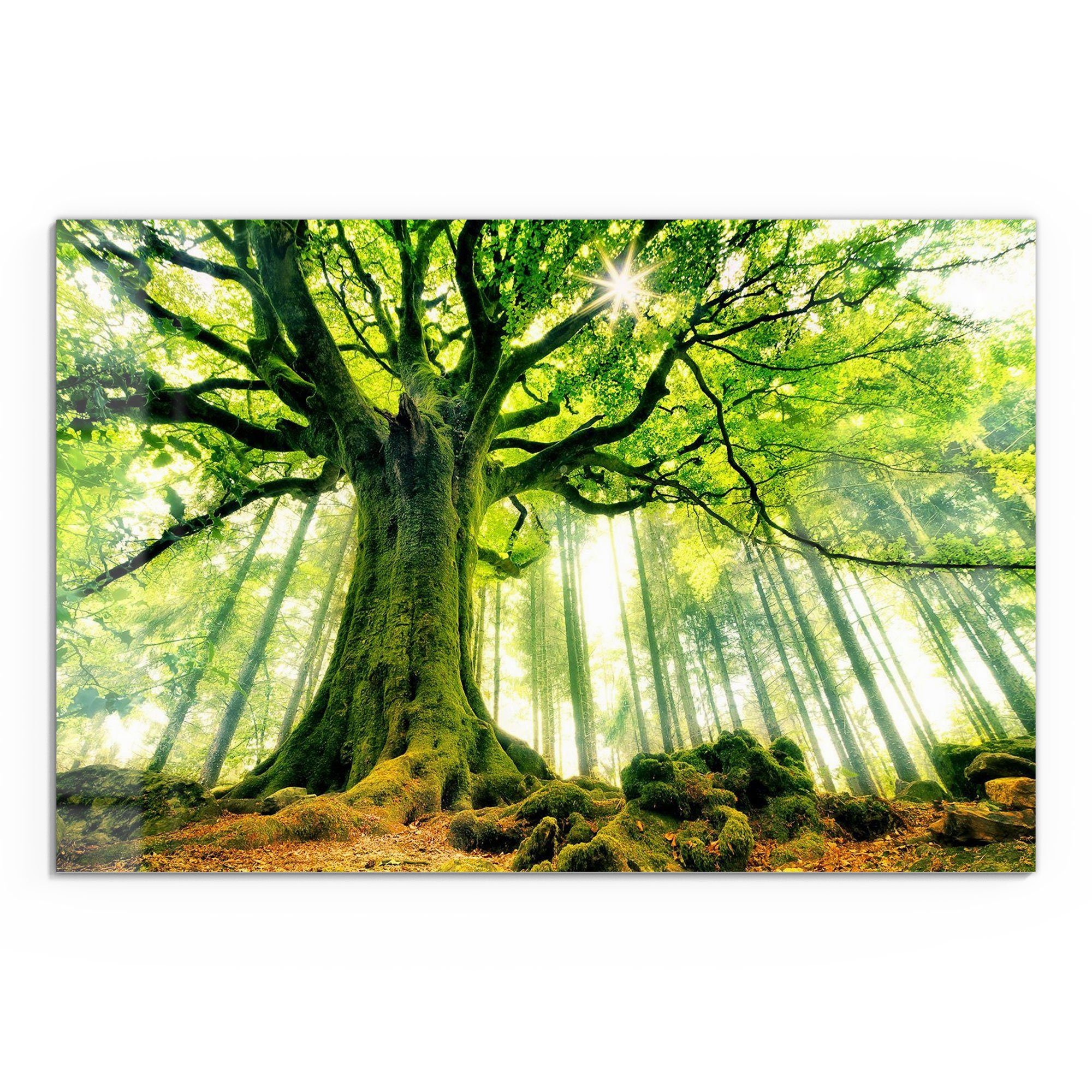 DEQORI Glasbild 'Eindrucksvoller Baum', 'Eindrucksvoller Baum', günstig online kaufen