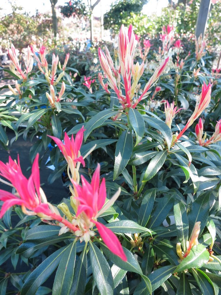 Garten von Ehren Zierstrauch Pieris japonica Forest Flame Containerware 40-50 cm hoch