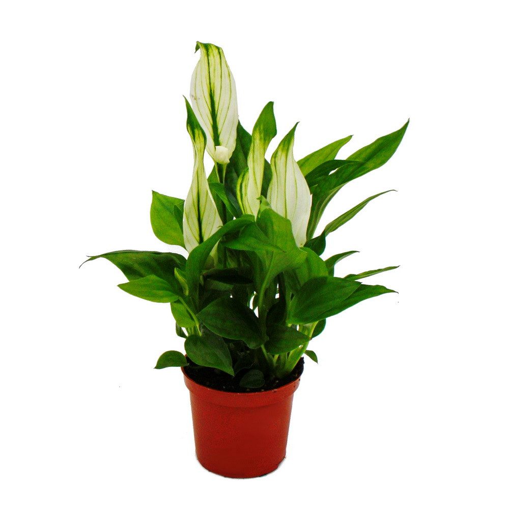 Exotenherz Zimmerpflanze Mini-Spathiphyllum - Mini-Einblatt - 7cm Topf - Zi günstig online kaufen