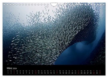 CALVENDO Wandkalender Fischschwärme (Wandkalender 2024 DIN A4 quer), CALVENDO Monatskalender