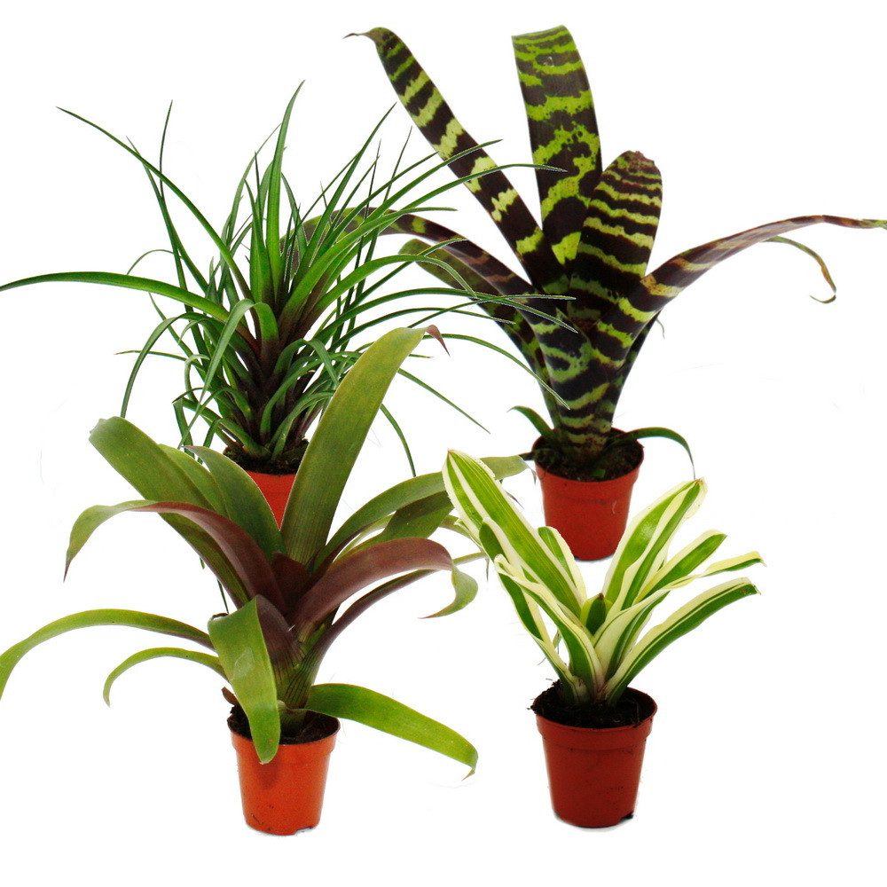Exotenherz Zimmerpflanze Mini-Bromelien-Set Nature's Touch 4 Pflanzen 5,5cm günstig online kaufen