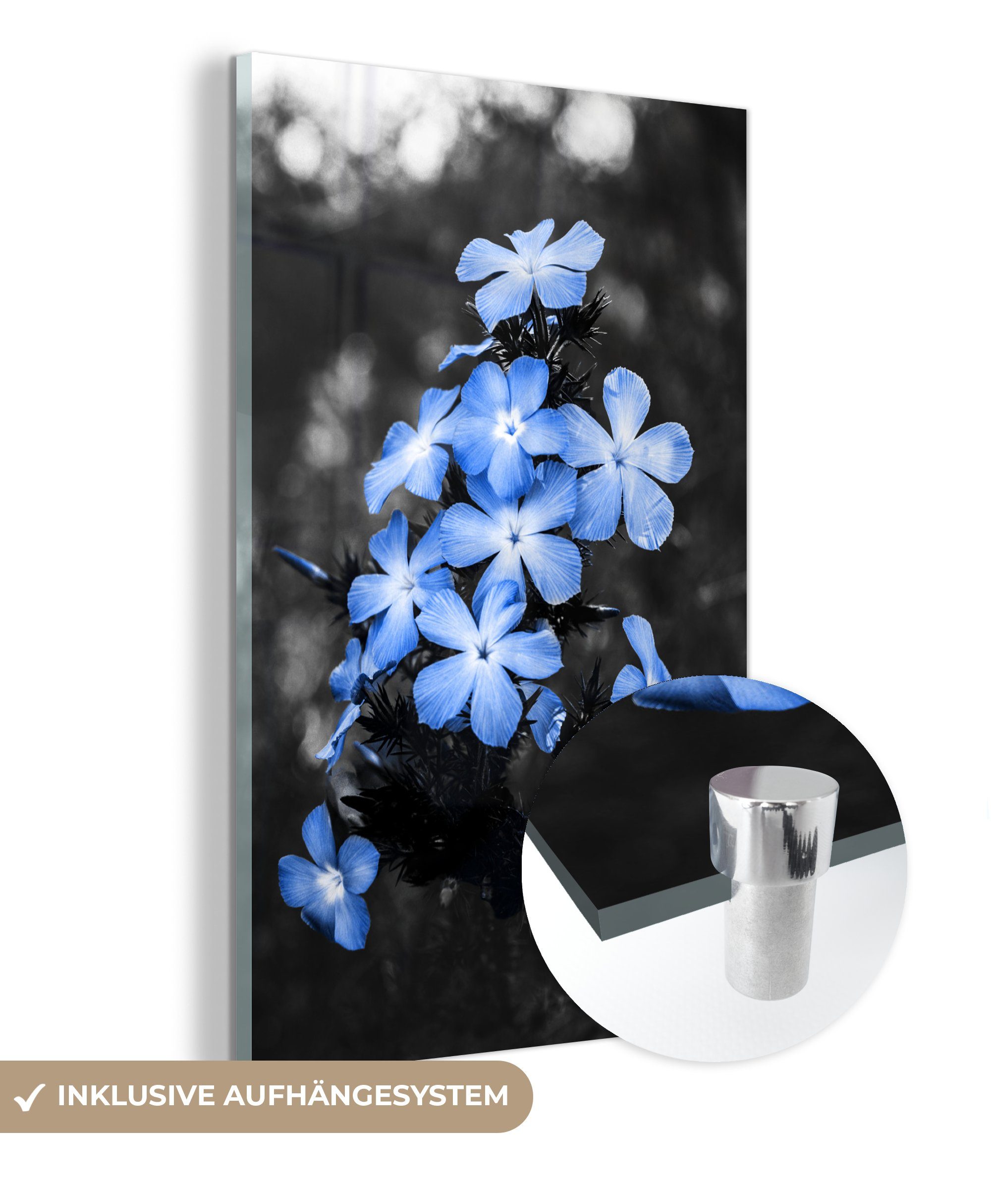 MuchoWow Acrylglasbild Blumen - Schwarz - Weiß - Blau, (1 St), Glasbilder - Bilder auf Glas Wandbild - Foto auf Glas - Wanddekoration