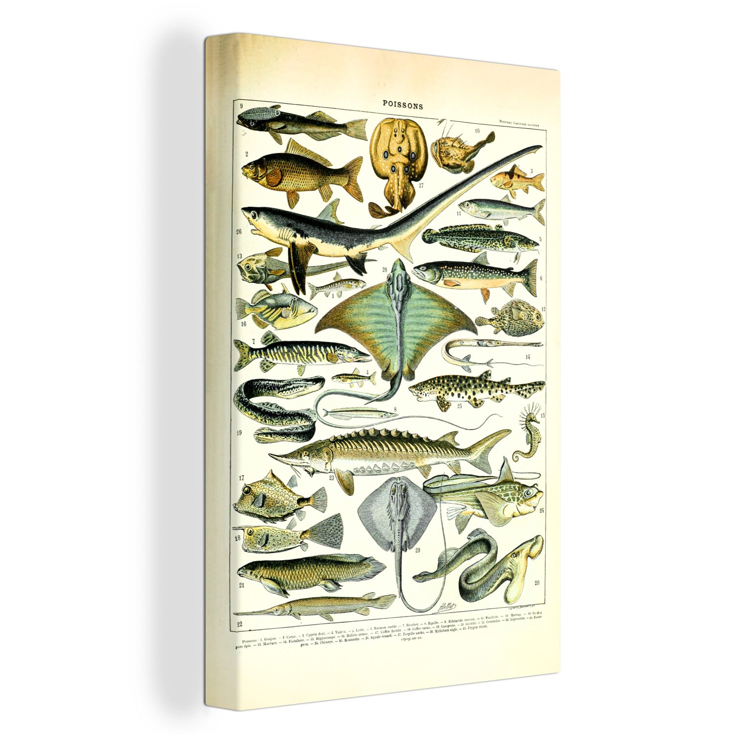 OneMillionCanvasses® Leinwandbild Fische - Meerestiere - Tiere, (1 St), Leinwandbild fertig bespannt inkl. Zackenaufhänger, Gemälde, 20x30 cm