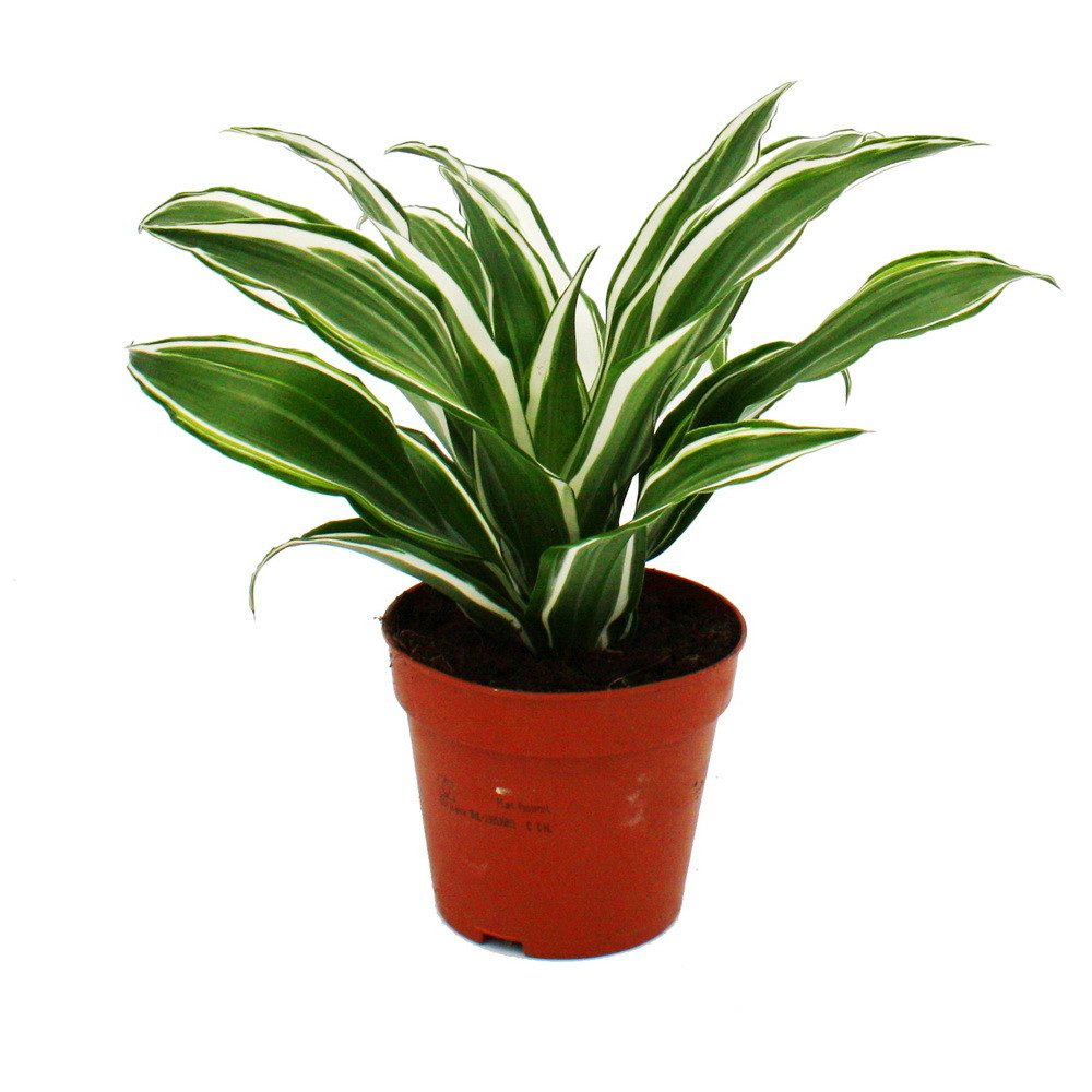 Exotenherz Zimmerpflanze Drachenbaum - Dracaena deremensis fragrans - 12cm Topf