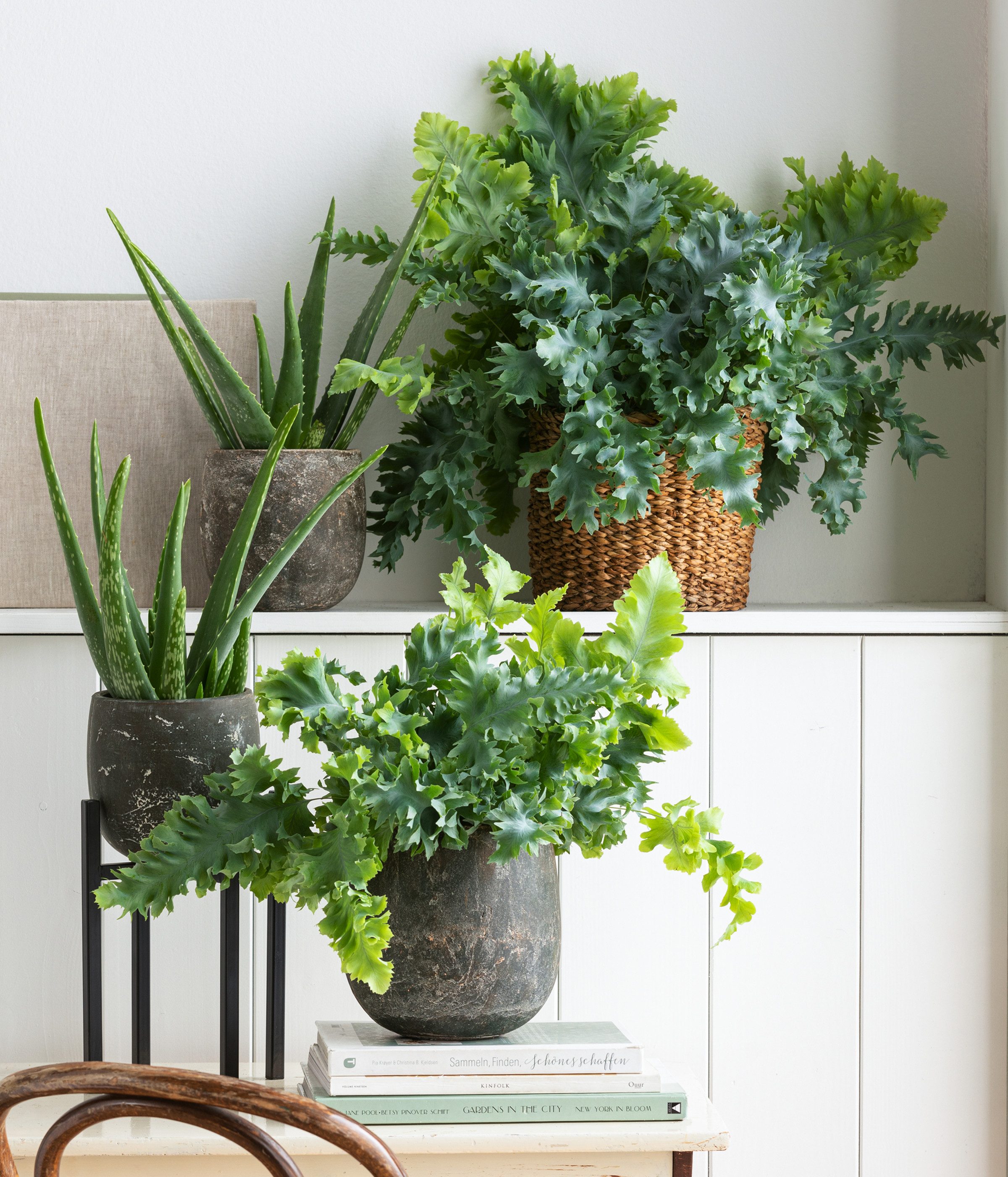 Dehner Sukkulente Echte Aloe, ab 30-110 cm, Ø Topf ab 12-35 cm, Aloe vera, Sukkulente mit fleischigen Blättern