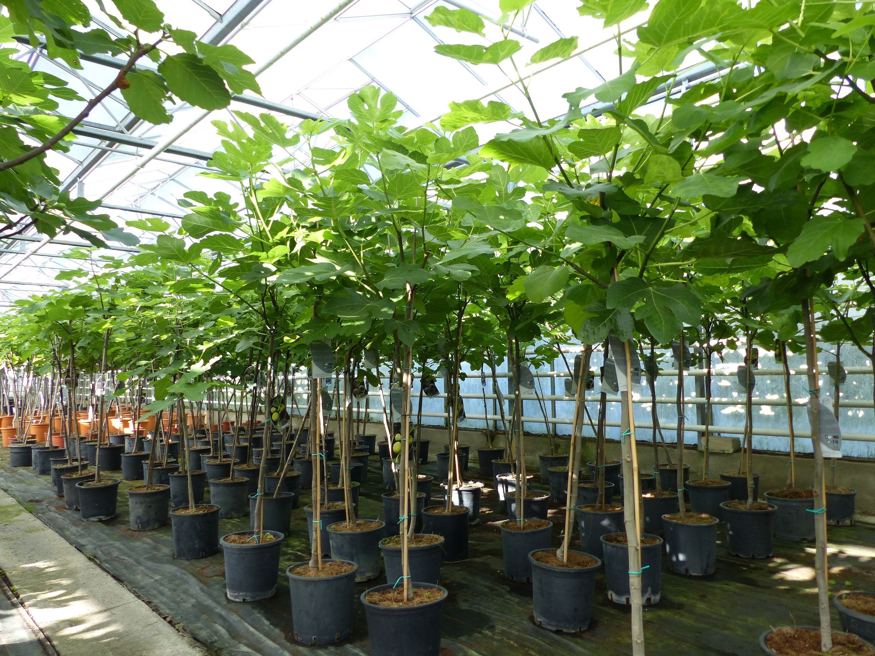 gruenwaren jakubik Feigenbaum kompakter Feigenbaum 150 - 180 cm Obstbaum, winterhart, Ficus Carica