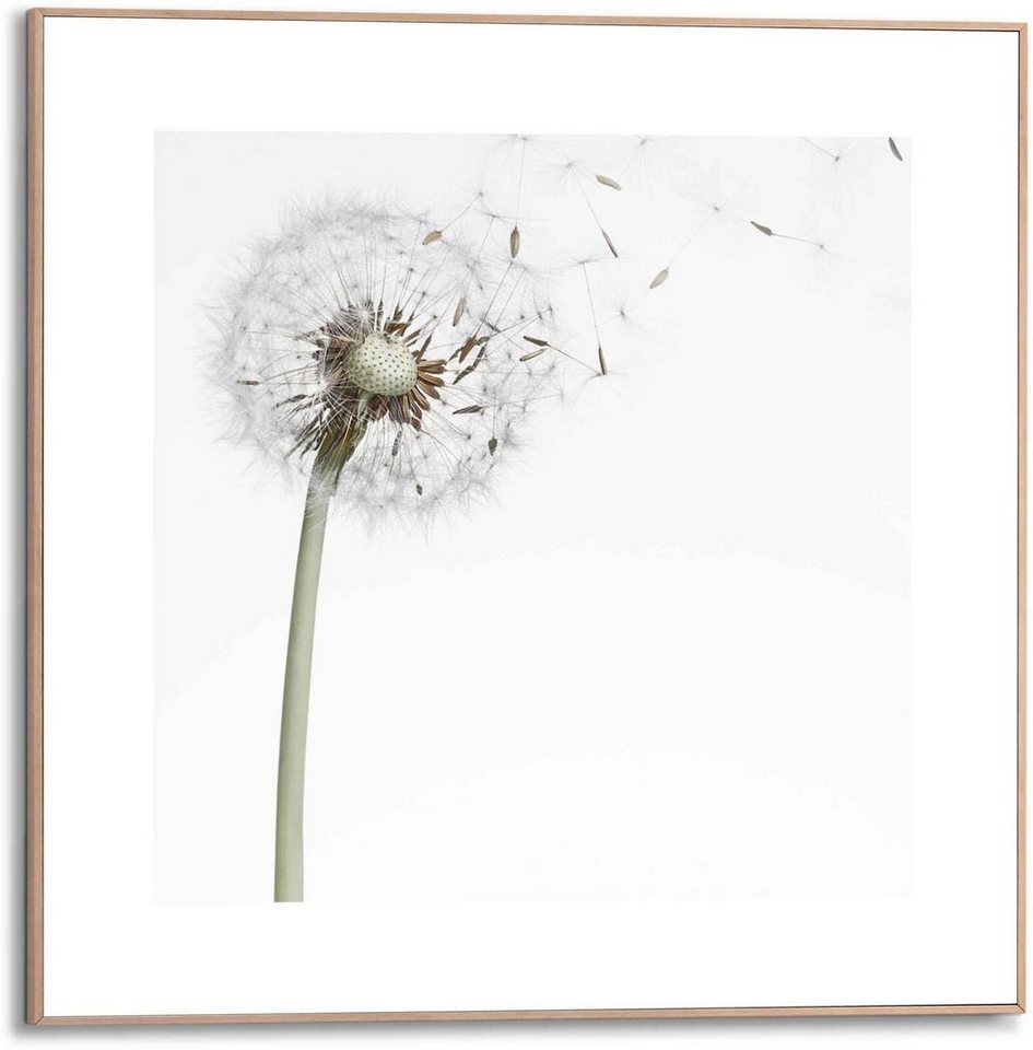 Reinders! Bild Gerahmtes Bild Pusteblume, Blumen (1 St), Mix & Match  einfach die verschiedenen Motive und Größen