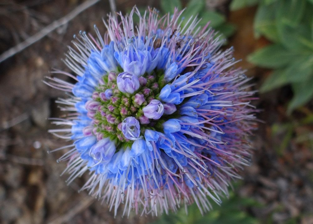 SAFLAX Blumensamen SAFLAX - Samen - Blauer - Natternkopf
