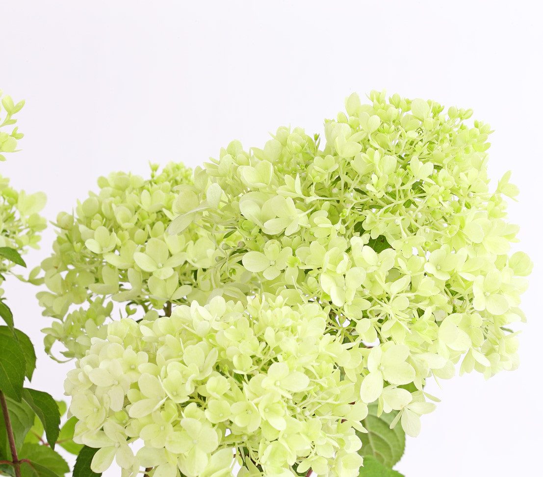Dehner Zierstrauch Rispen-Hortensie Magical Candle, Hydrangea paniculata, ca. 40 - 60 cm, Blütenfarbe wechselt von grünlichweiß nach rosa