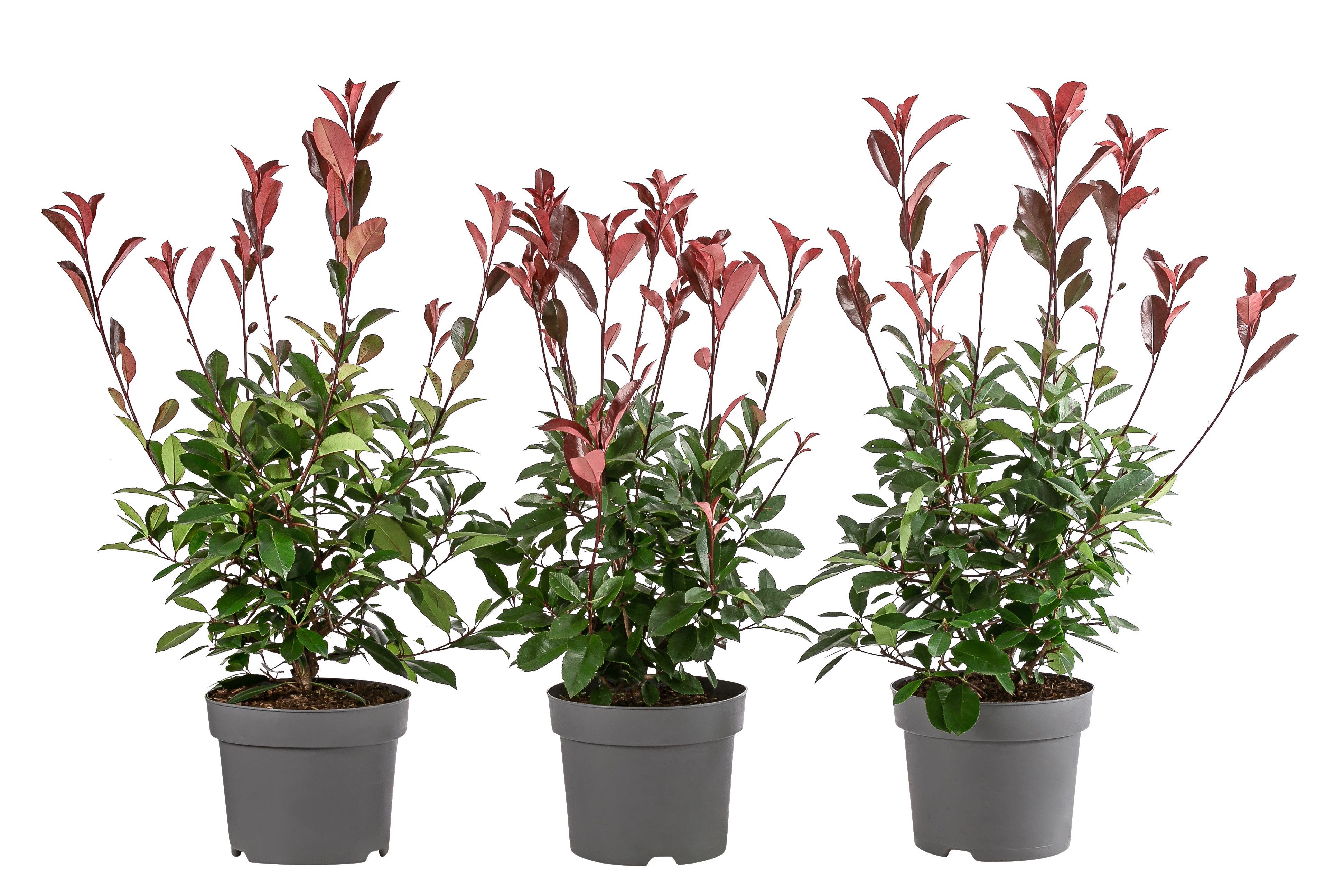 Dehner Hecken Hecke Purpur-Glanzmispel Red Robin, 1 m, 3 x 5 l, Photinia fraseri, immergrün mit leuchtend rotem Austrieb