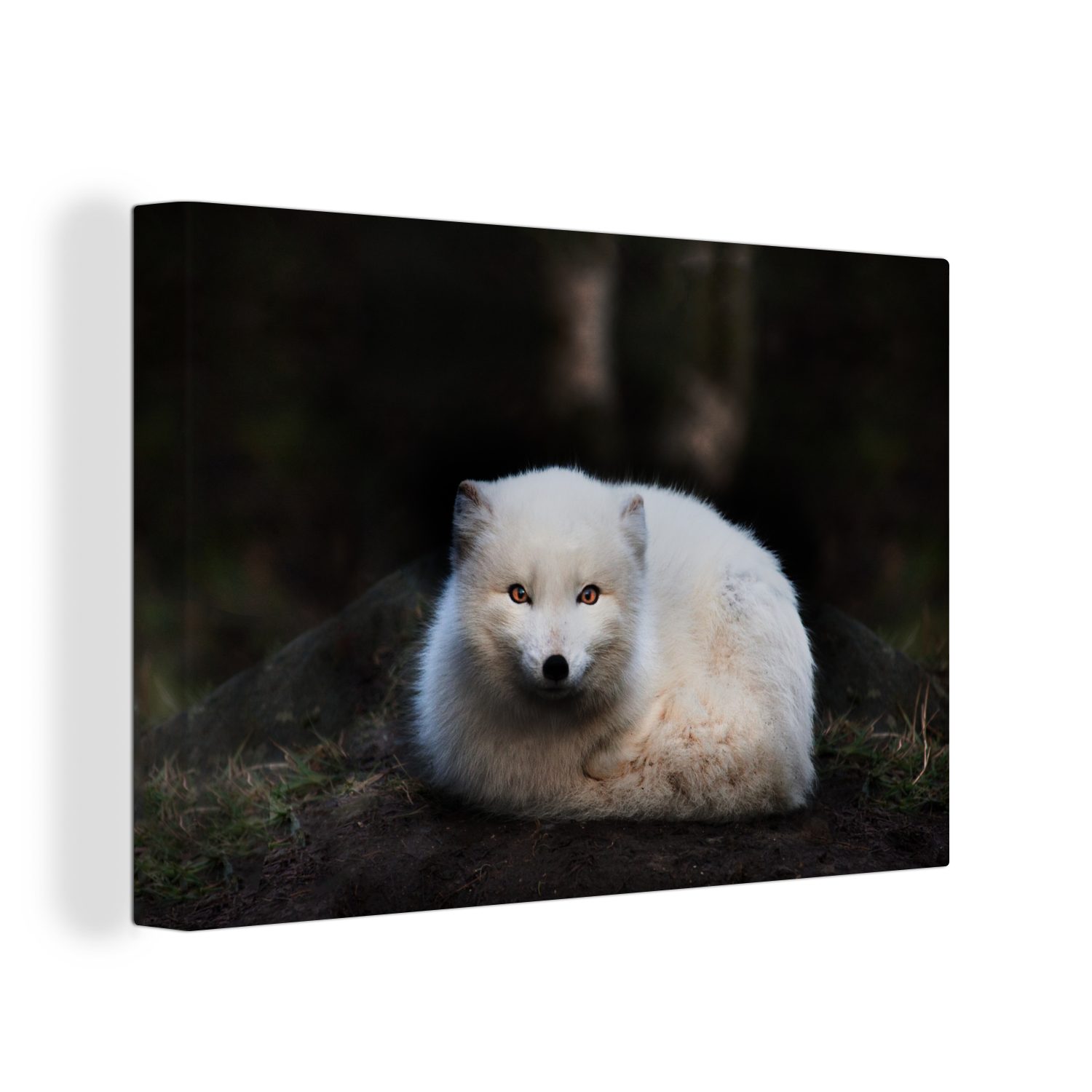 OneMillionCanvasses® Leinwandbild Fuchs - Porträt - Weiß, (1 St), Wandbild Leinwandbilder, Aufhängefertig, Wanddeko, 30x20 cm bunt