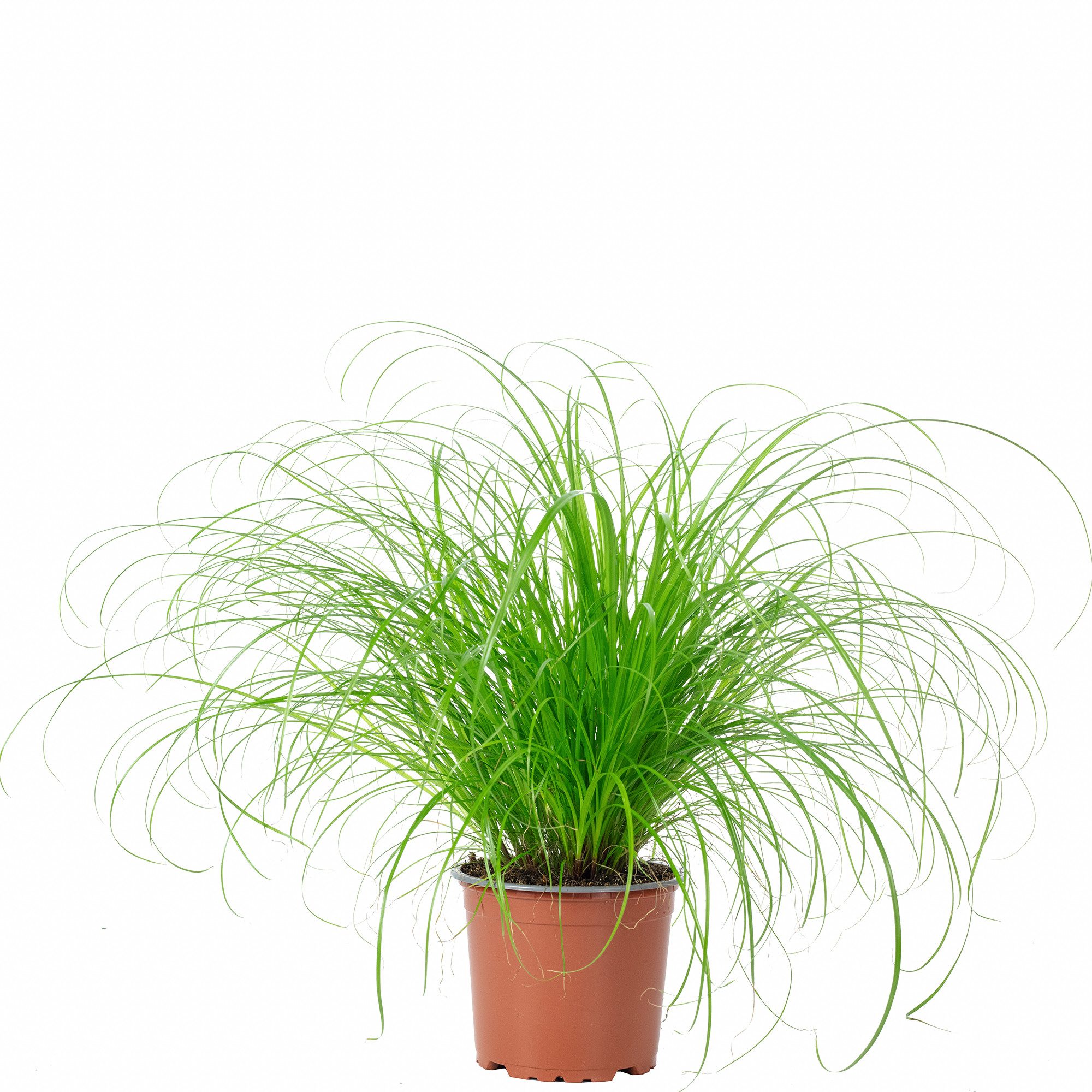 Flowerbox Zimmerpflanze Echtes Katzengras - Cyperus alternifolius Zumula, p günstig online kaufen