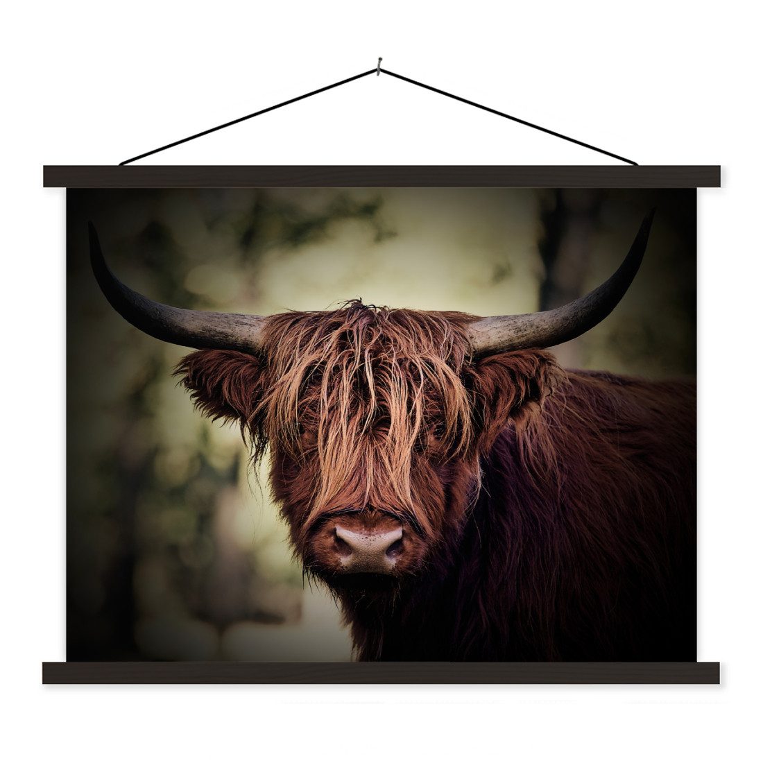 Poster Schottischer Hochländer - Licht - Porträt - Natur