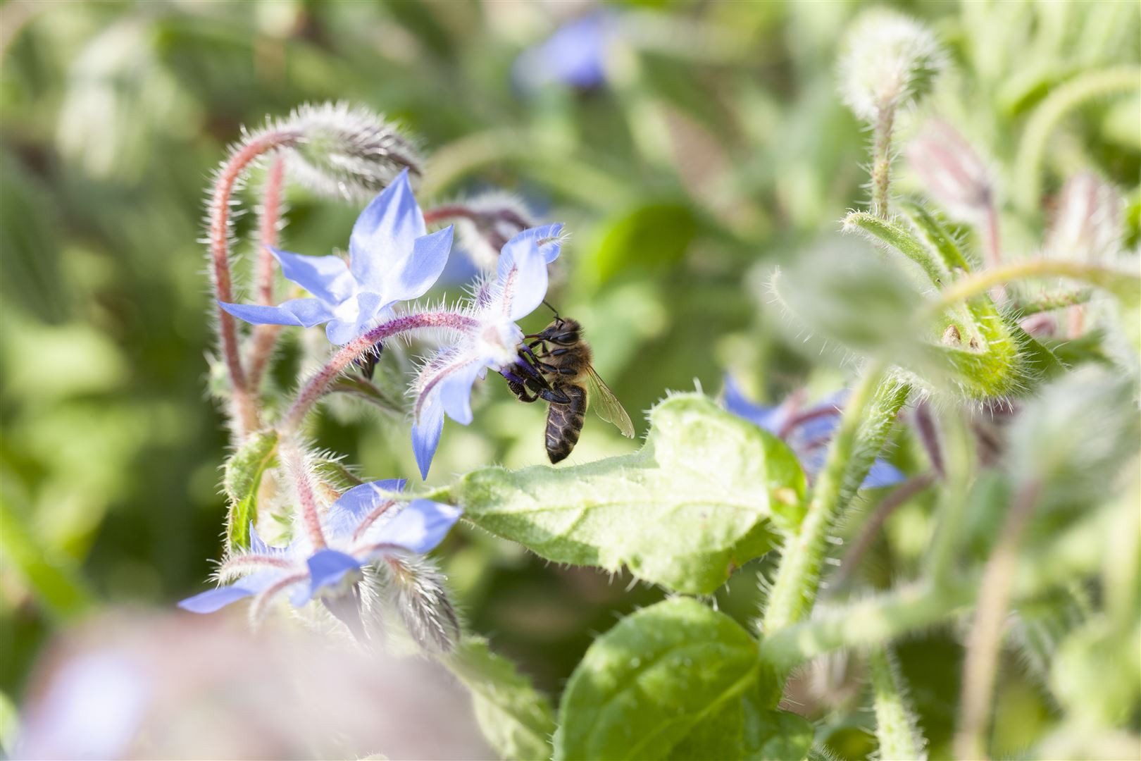 Pflanzen für Dich Staude Borago officinalis, 1 St., Borretsch, Gurkenkraut