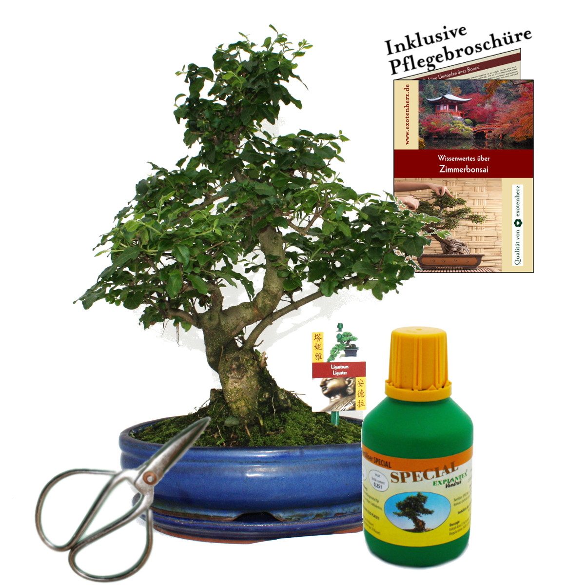 Exotenherz Zimmerpflanze Bonsai Chin. Liguster Ligustrum ca. 10 Jahre 25cm Schale Geschenk-Set
