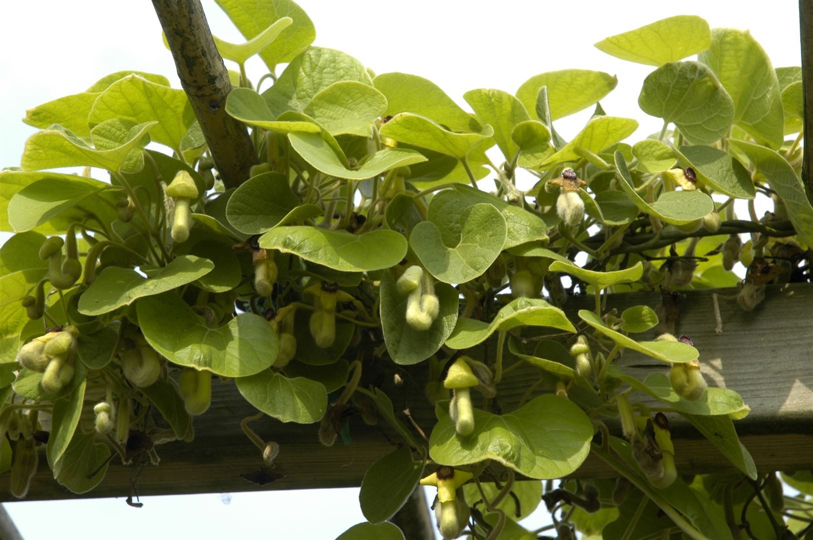 Pflanzen für Dich Kletterpflanze Aristolochia macrophylla, 1 St., Pfeifenwinde, Großblättrige Pfeifenwinde, großblättrig, kletterpflanze