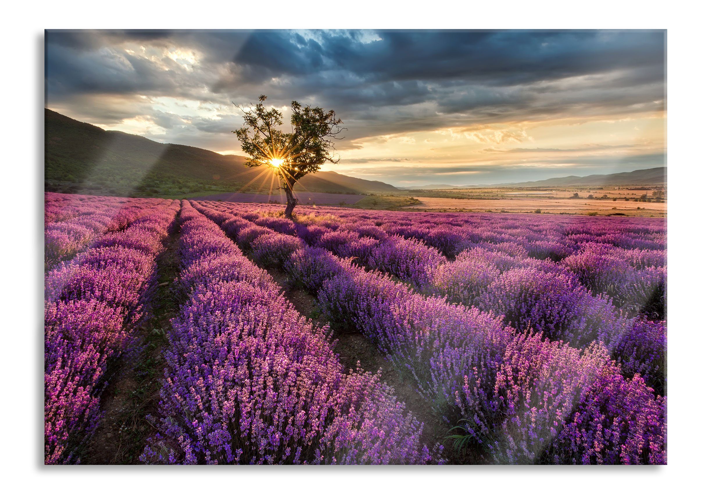 Pixxprint Glasbild Lavendel Provence mit Baum, Lavendel Provence mit Baum (1 St), Glasbild aus Echtglas, inkl. Aufhängungen und Abstandshalter