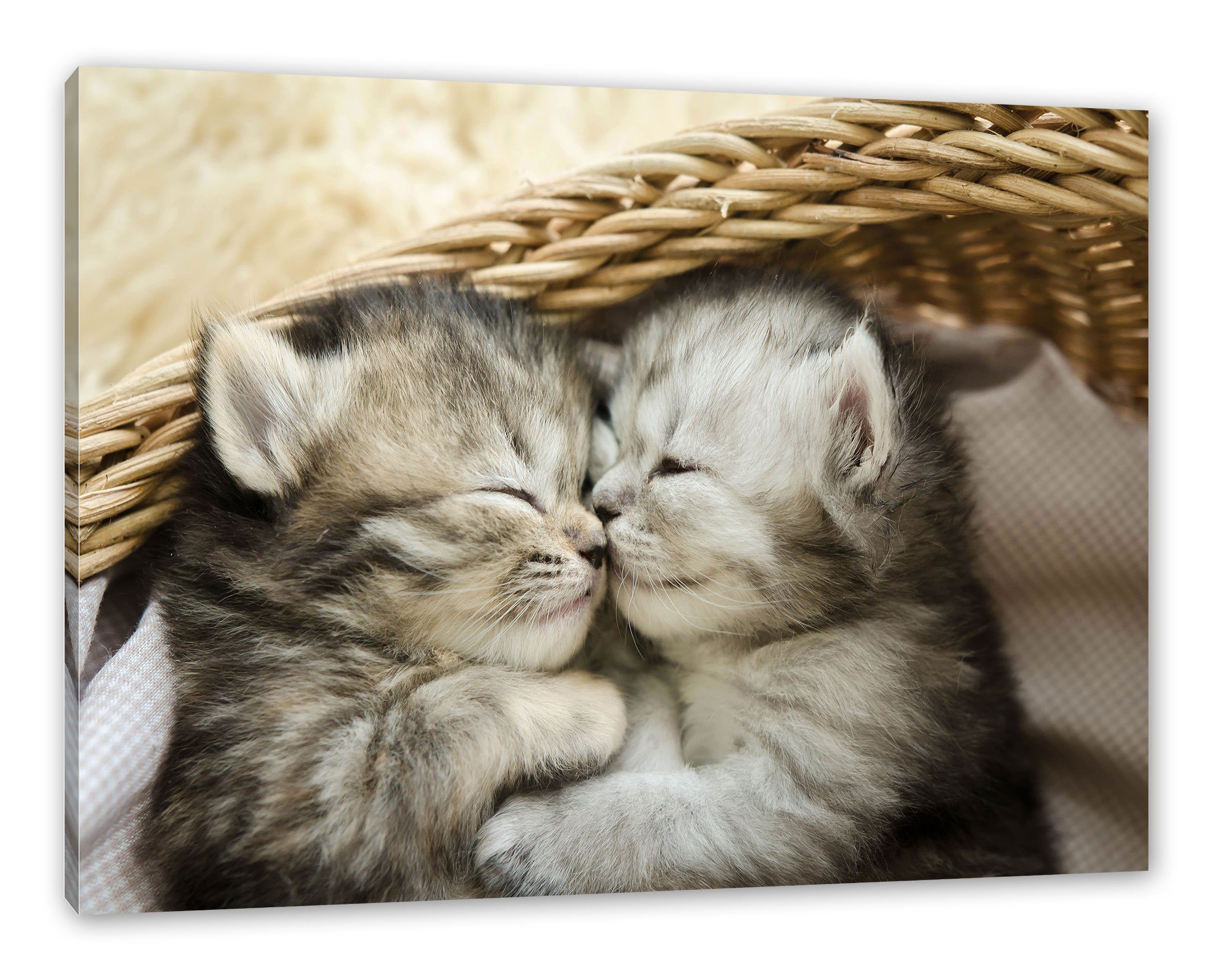 Pixxprint Leinwandbild inkl. fertig Zackenaufhänger Baby Katze, (1 St), Leinwandbild Baby Katze bespannt
