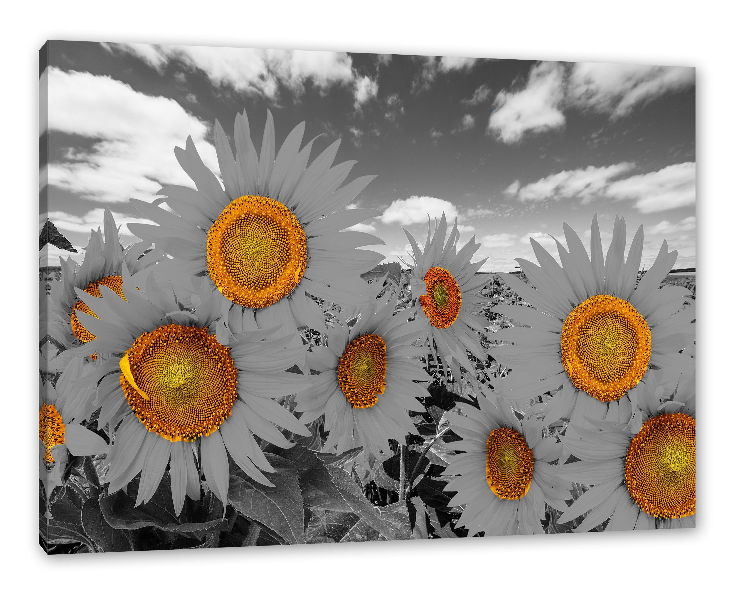 Pixxprint Leinwandbild fertig Sonnenblumenfeld, Tolles Sonnenblumenfeld (1 bespannt, Tolles inkl. Zackenaufhänger Leinwandbild St)