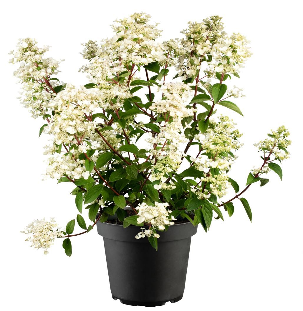 Pflanzen für Dich Gehölze Hydrangea pan. Wim's Red, 1 St., Rispenhortensie