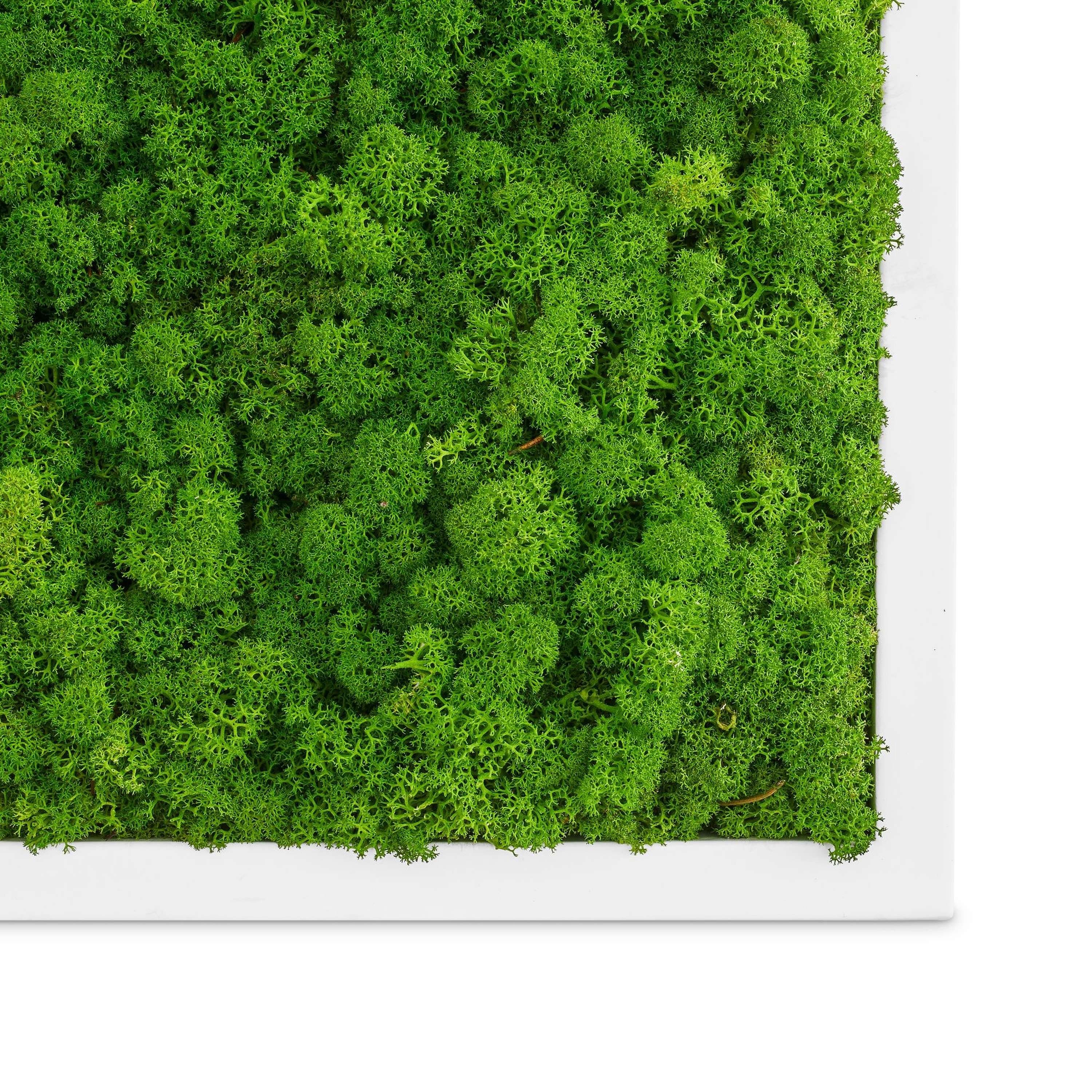 Moosbild St), naturewalls konserviert Islandmoos - - Weiß Wandbild, (1 Vollholz-Rahmen Bild Pflanzenbild