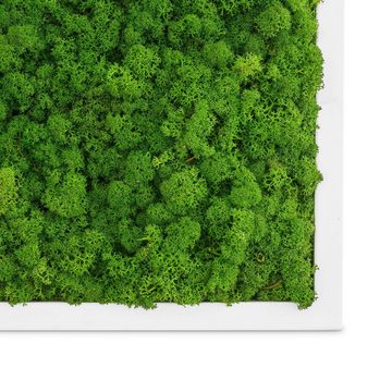 naturewalls Bild Moosbild Islandmoos - Pflanzenbild Vollholz-Rahmen - Wandbild, (1 St), konserviert