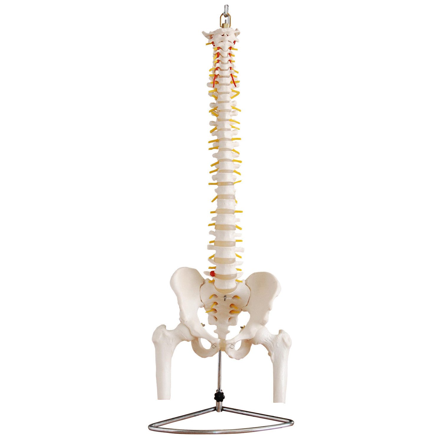 MedMod Dekoobjekt Anatomie Modell Skelett Wirbelsäule mit Becken ​Lebensgroß