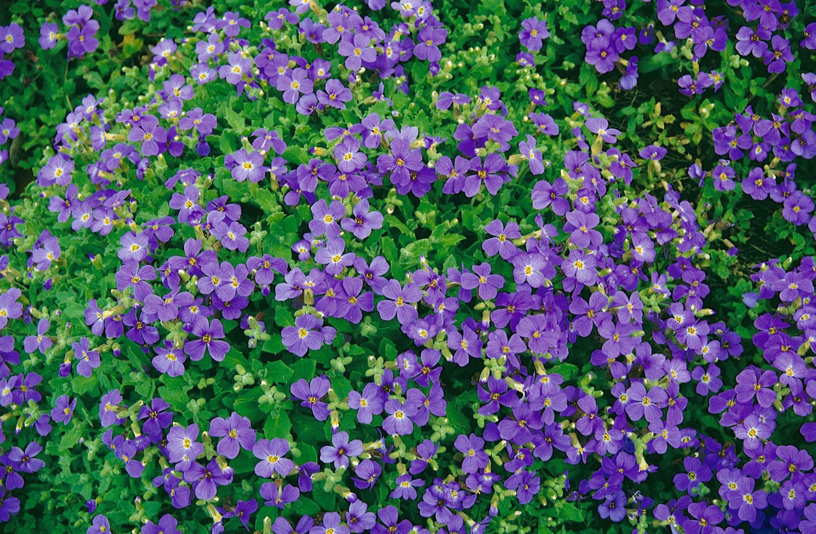 Pflanzen für Dich Staude Aubrieta cult. Blaumeise, 1 St., Blaukissen