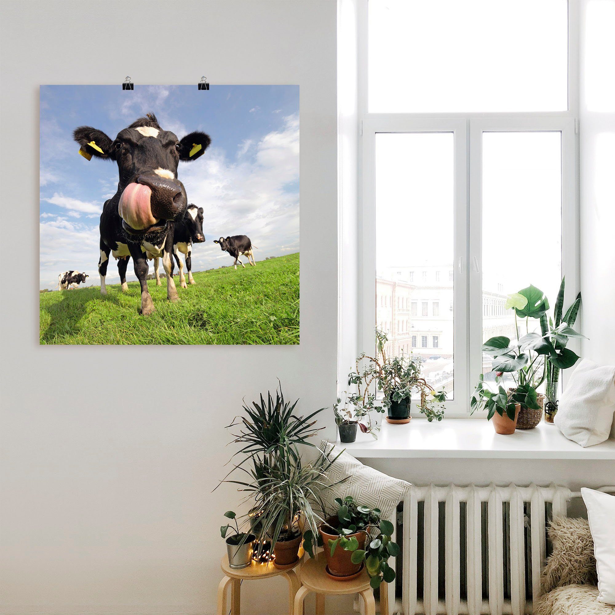 Alubild, Poster St), als Haustiere Wandaufkleber (1 Artland mit Größen Holstein-Kuh gewaltiger Leinwandbild, Wandbild oder Zunge, in versch.