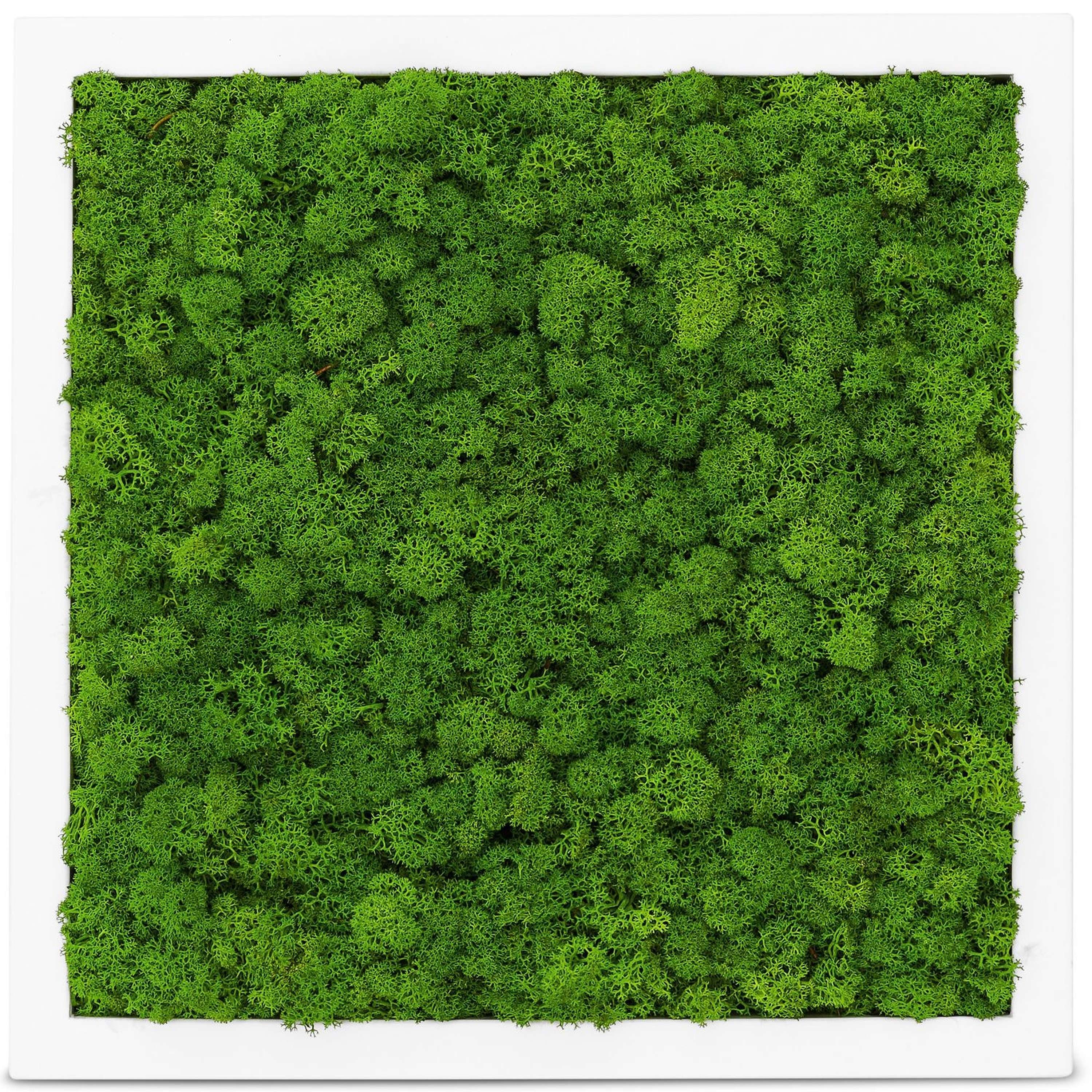 Moosbild St), naturewalls konserviert Islandmoos - - Weiß Wandbild, (1 Vollholz-Rahmen Bild Pflanzenbild