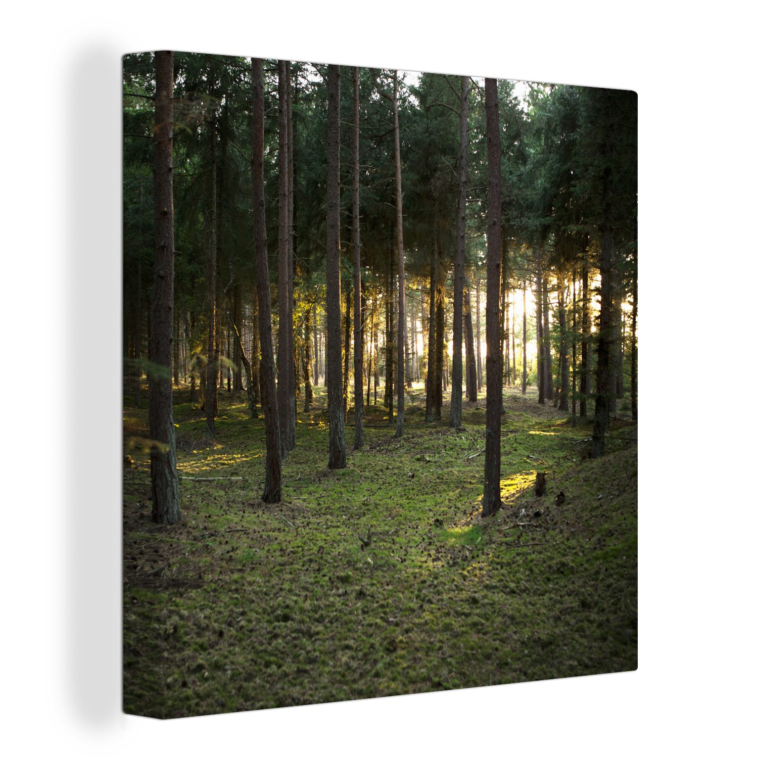 OneMillionCanvasses® Leinwandbild Baum - Sonne - Gras, (1 St), Leinwand Bilder für Wohnzimmer Schlafzimmer bunt