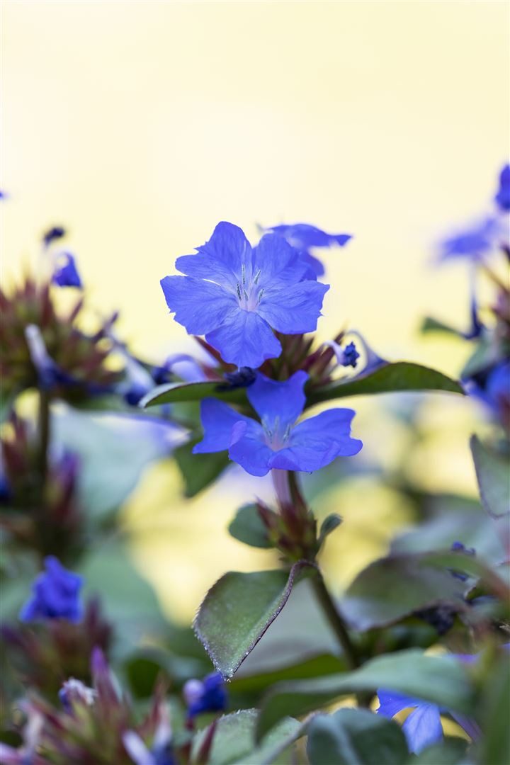 Pflanzen für Dich Staude Ceratostigma plumbaginoides, 1 St., Bleiwurz, Chinesische Bleiwurz