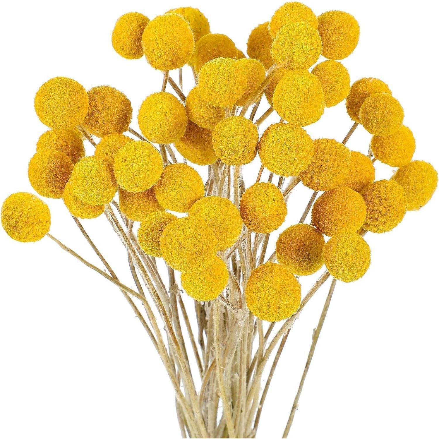 Trockenblume Trockenblumenstrauß Craspedia Gelb 30 Stiele, LuxusKollektion, Höhe 10 cm