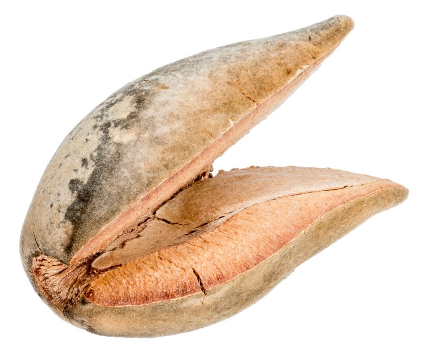 Thumbnail - NaDeco Bastelnaturmaterial Woody Pear Größe ca. 7cm Xylomelum occidentale