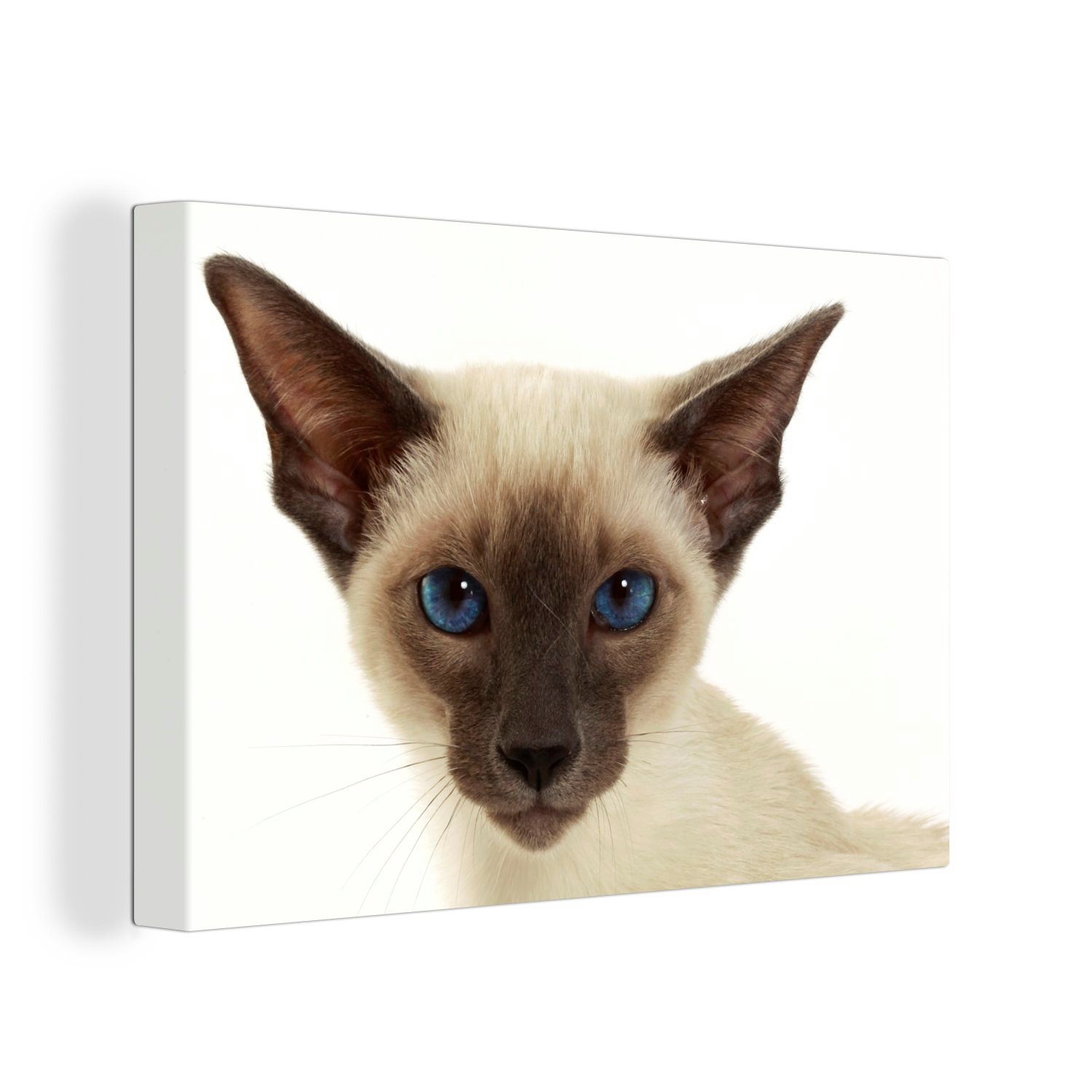 OneMillionCanvasses® Leinwandbild Porträt einer Siamkatze, (1 St), Wandbild Leinwandbilder, Aufhängefertig, Wanddeko, 30x20 cm