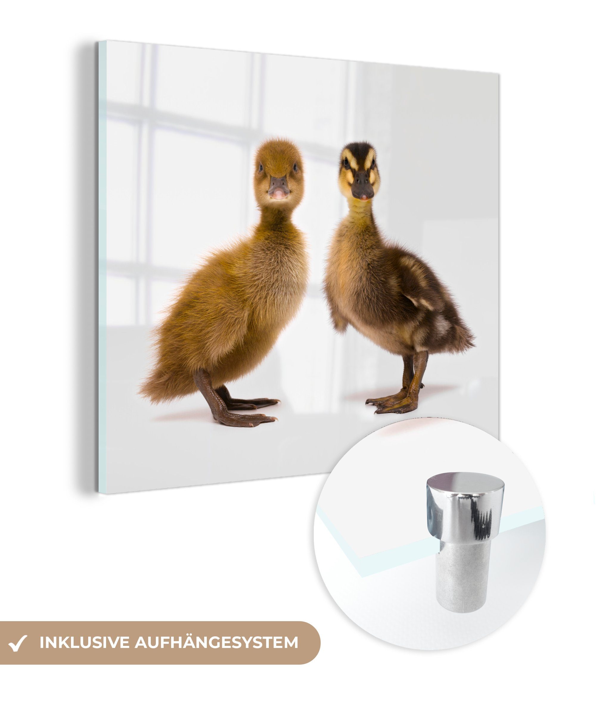 MuchoWow Acrylglasbild Zwei Baby-Enten schauen in die Kamera, (1 St), Glasbilder - Bilder auf Glas Wandbild - Foto auf Glas - Wanddekoration
