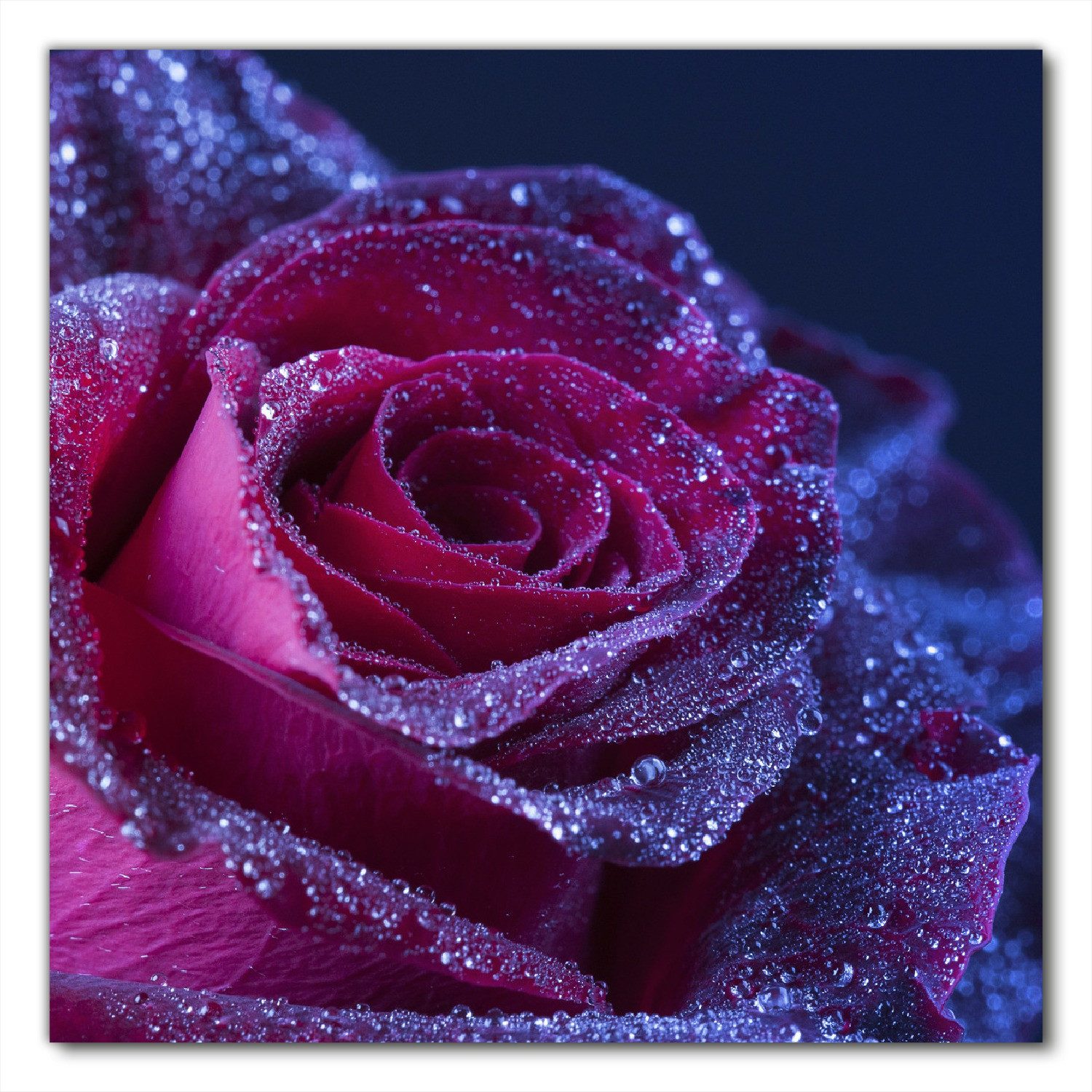 Wallario Möbelfolie Rote Rosenblüte im Regen