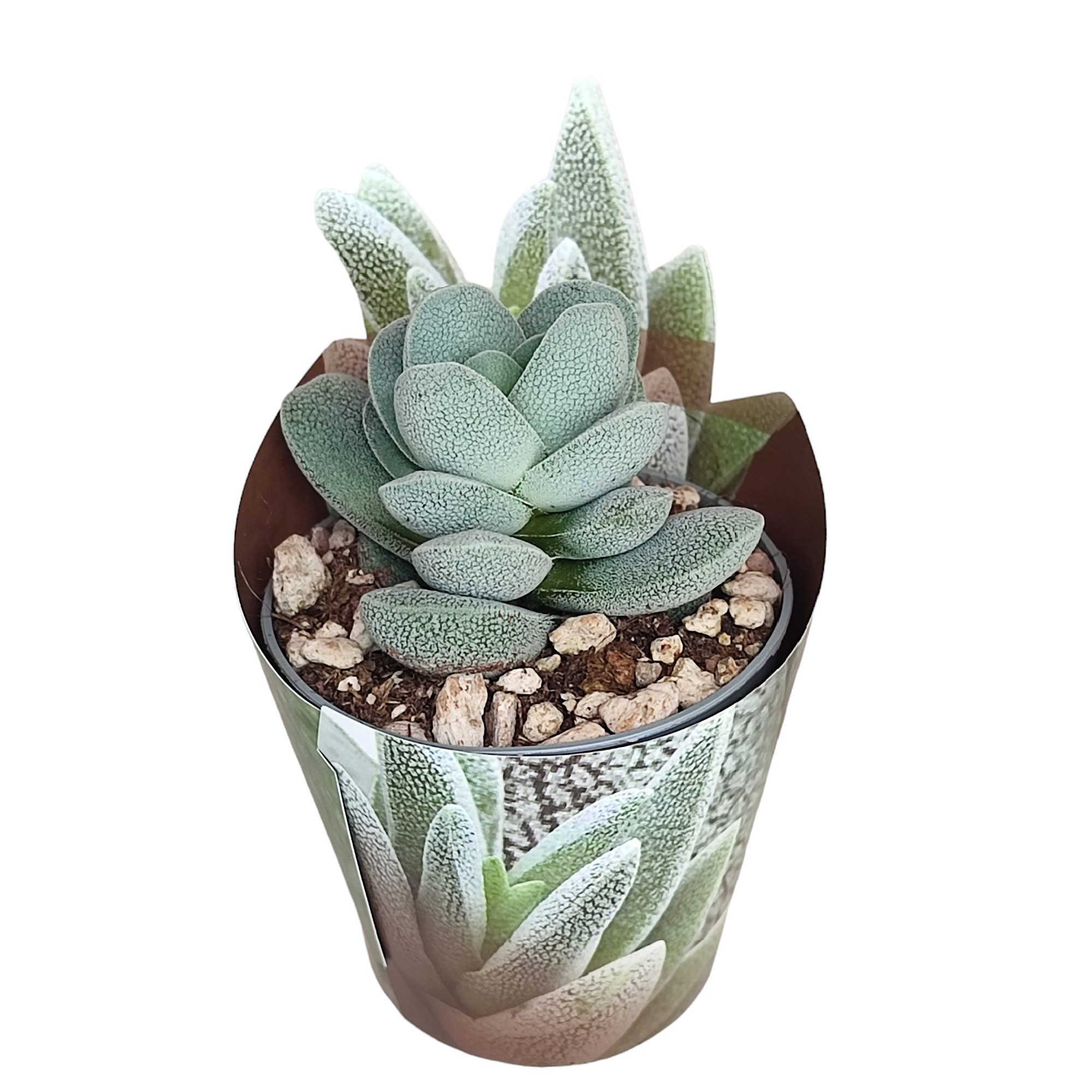 Exotenherz Kaktus Crassula tecta Eidechsenhaut-Dickblatt Rarität 6,5cm Topf 15cm hoch