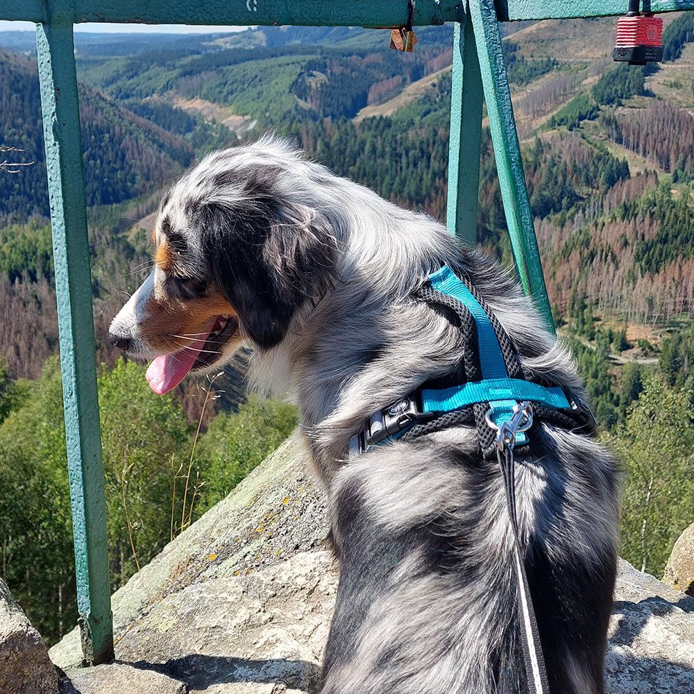 Nobby Hunde-Geschirr "DAILY WALK COMFORT" günstig online kaufen