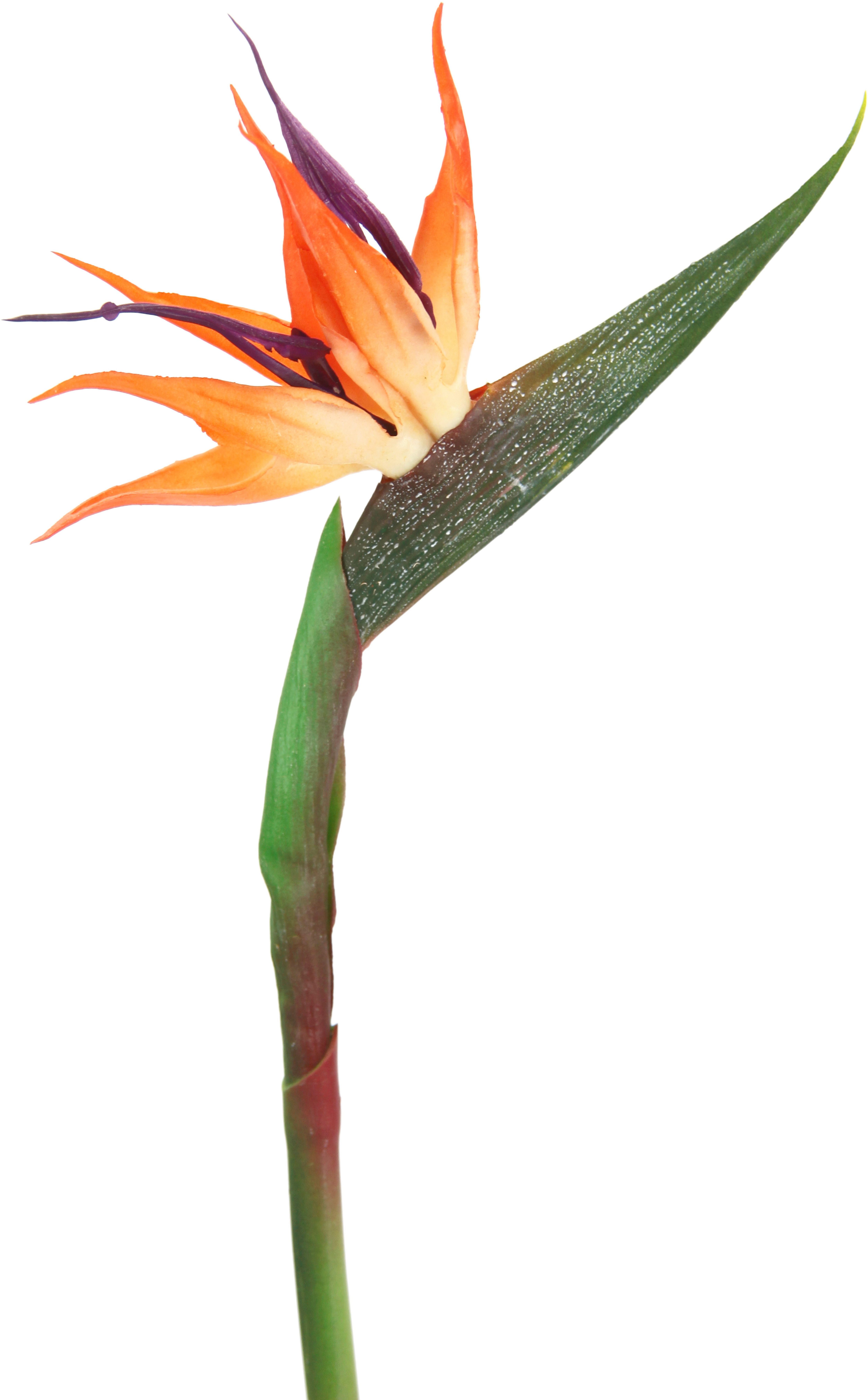 Kunstblume Künstliche Blume Strelitzie Paradiesvogelblume Exotischer Dekozweig, I.GE.A., Höhe 60 cm, Zweig Einzelblume Dekoblume Stielblume Hochzeit Dekoration – Bild 2 von 4