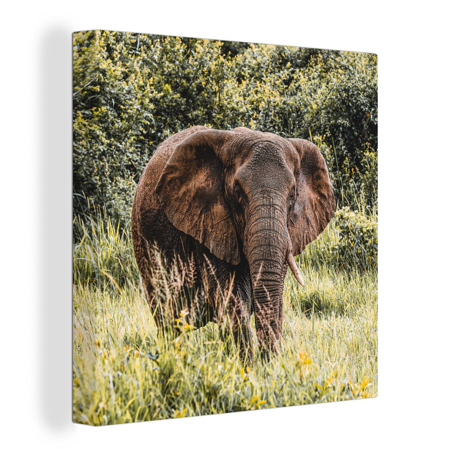 Schlafzimmer (1 Bilder Leinwand - Natur, Leinwandbild St), für - OneMillionCanvasses® Wohnzimmer Gras Elefant