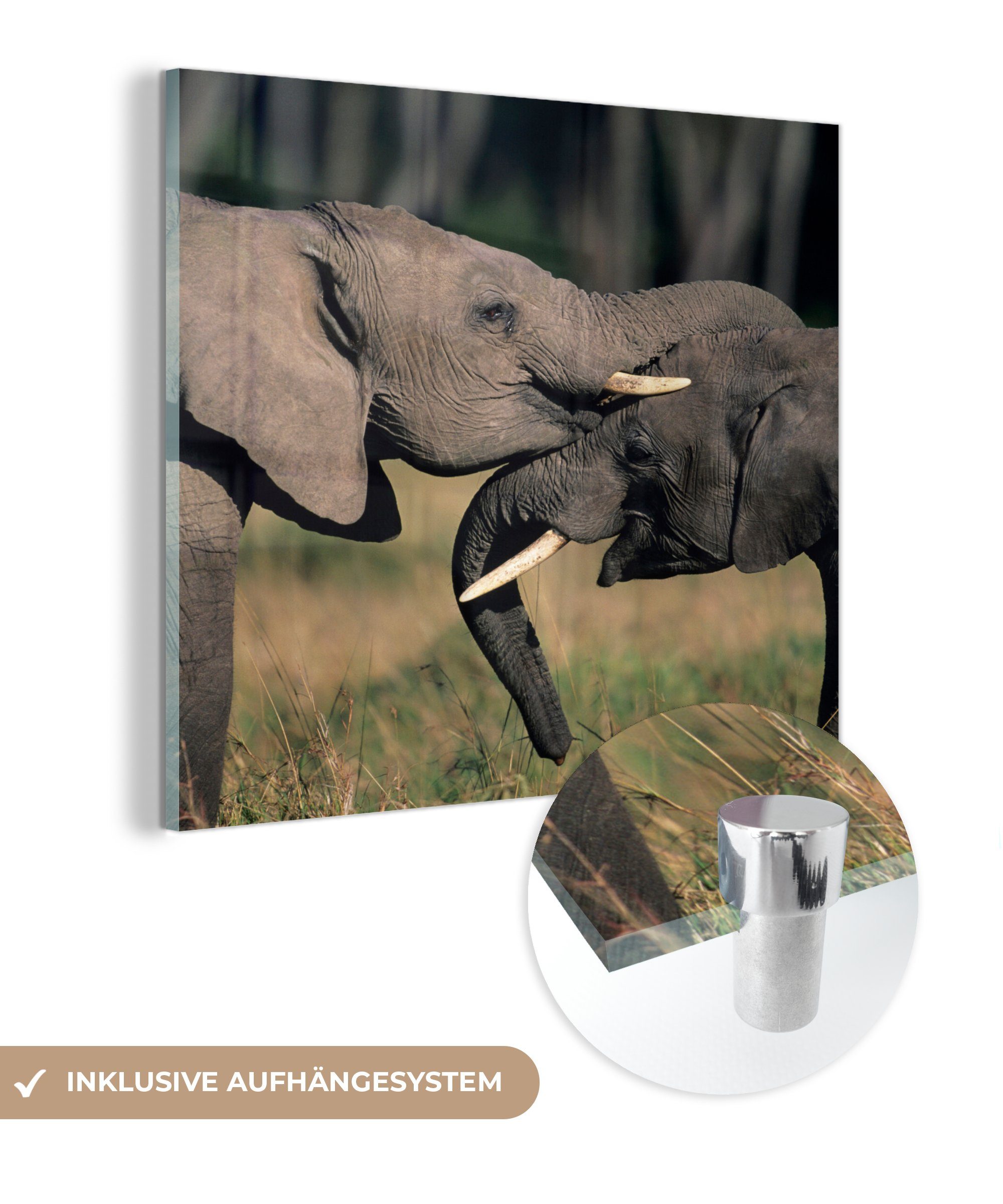 - auf Tiere - Elefant (1 - - Glasbilder - Foto Natur, auf Grau Acrylglasbild Glas Wanddekoration MuchoWow Glas St), - Bilder Wandbild