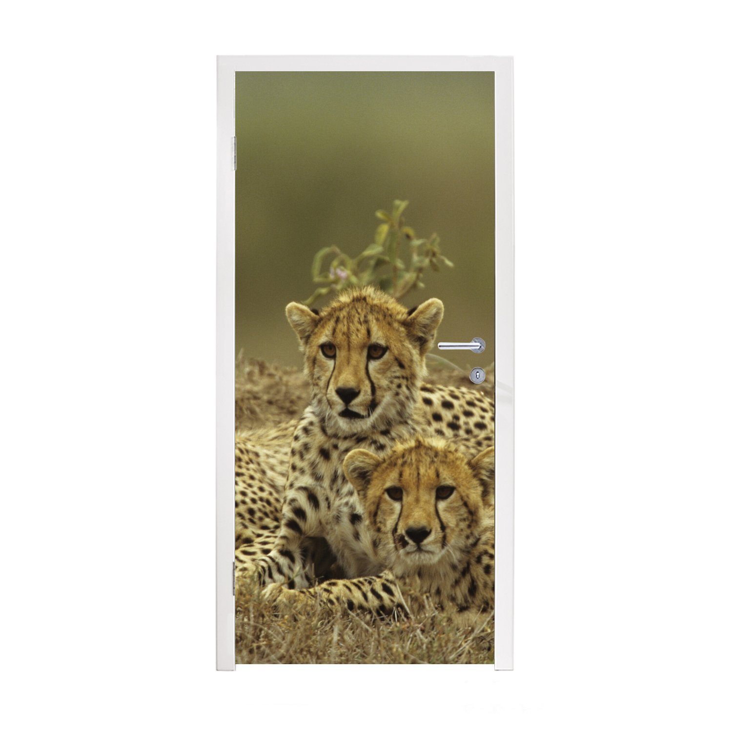 St), Türaufkleber, Junge Gepardenjunge, Tür, MuchoWow Fototapete Matt, Türtapete 75x205 bedruckt, (1 für cm