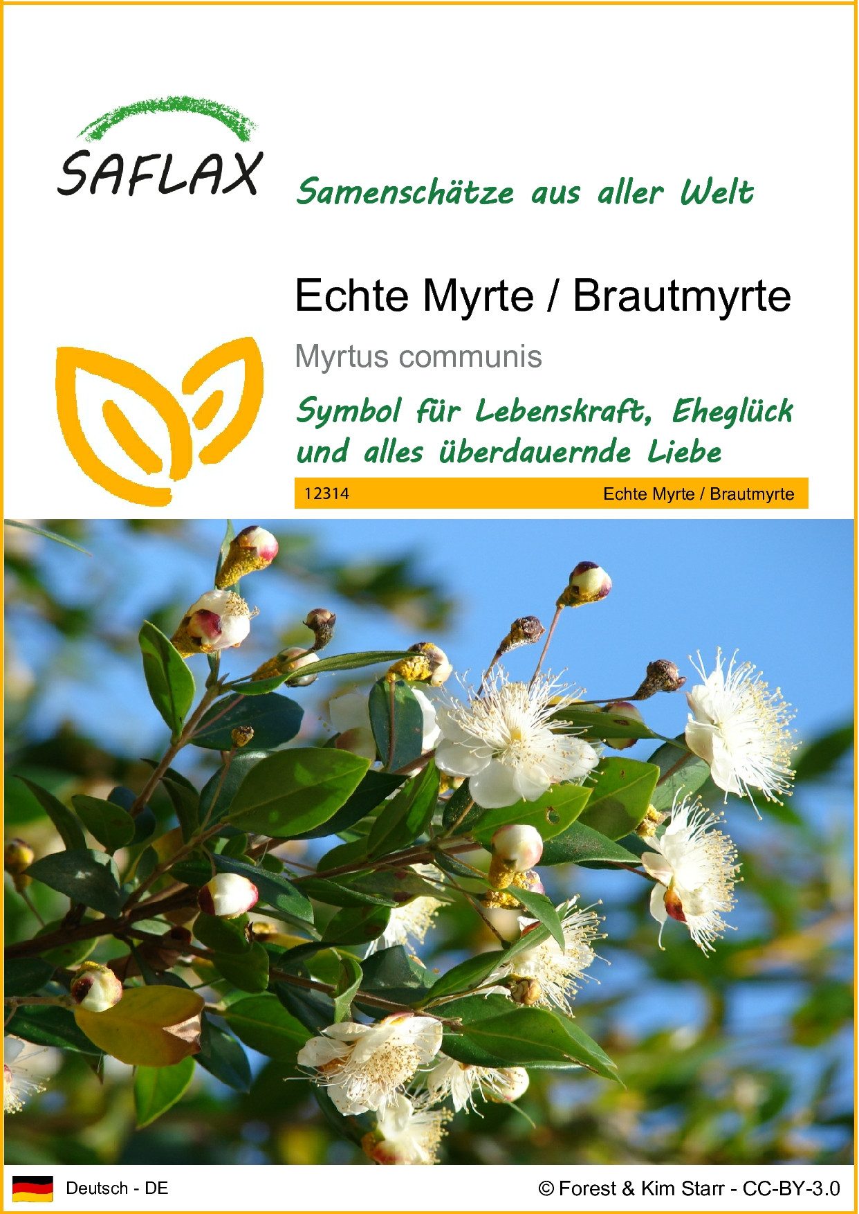 SAFLAX Blumensamen SAFLAX - Samen - Echte Myrte / Brautmyrte