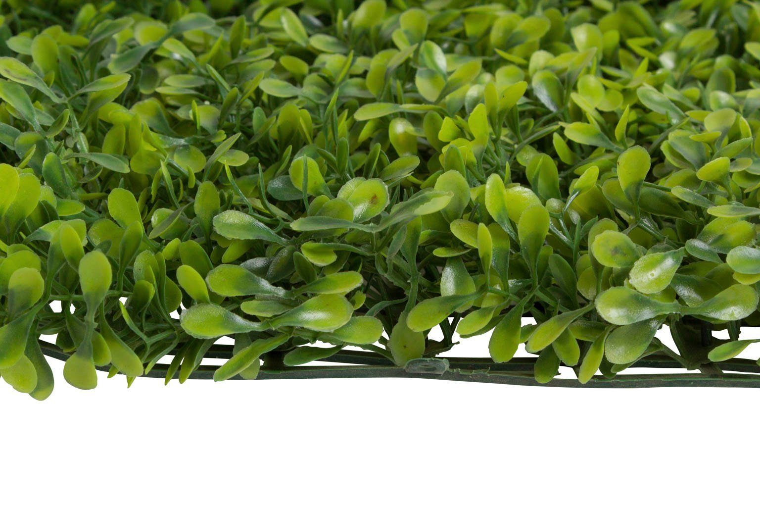 Künstliche Zimmerpflanze Buchsmatte groß Buchs, Botanic-Haus, Höhe 3,5 cm