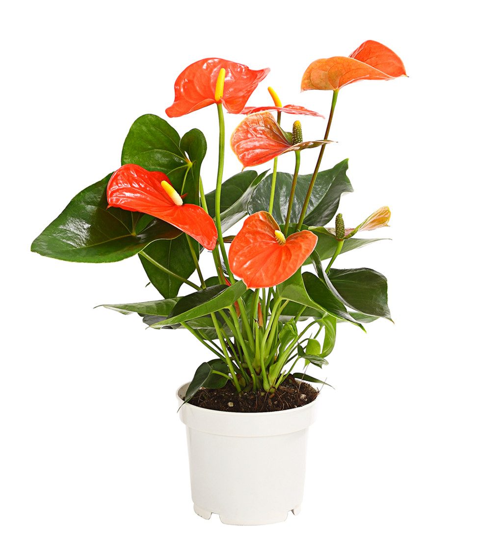 Dehner Zimmerpflanze Große Flamingoblume, Anthurium andreanum, ca. 20-30 cm, orange, auffallende, orange Einzelblüten