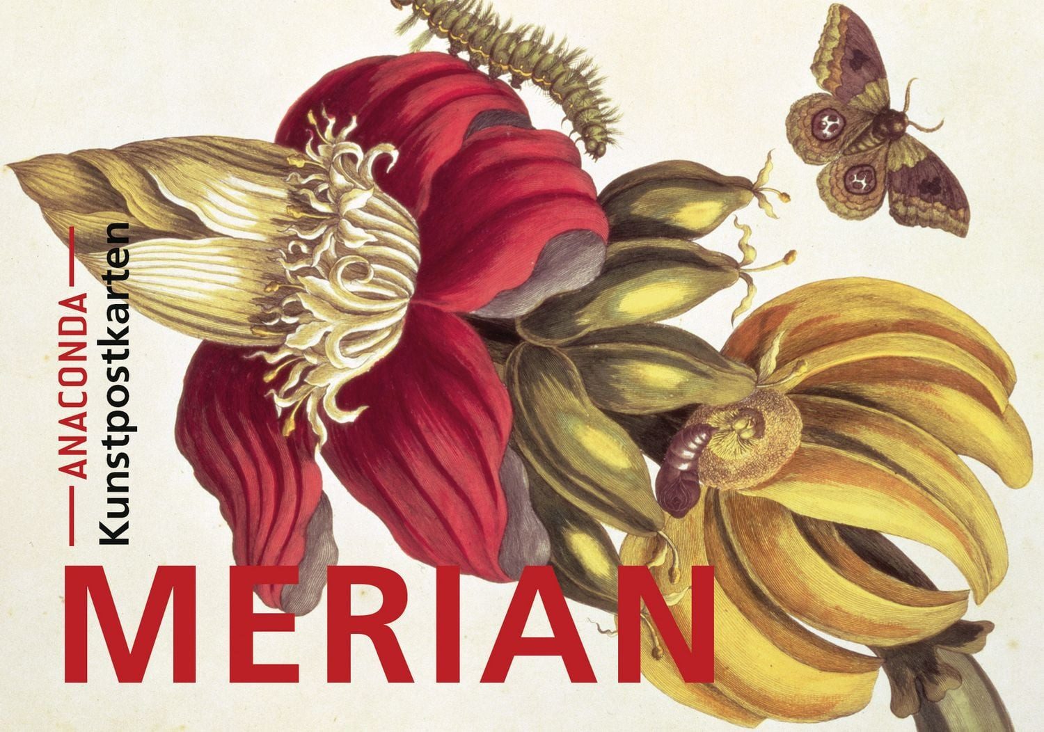 Postkarten-Set Maria Sibylla Merian / diverse
