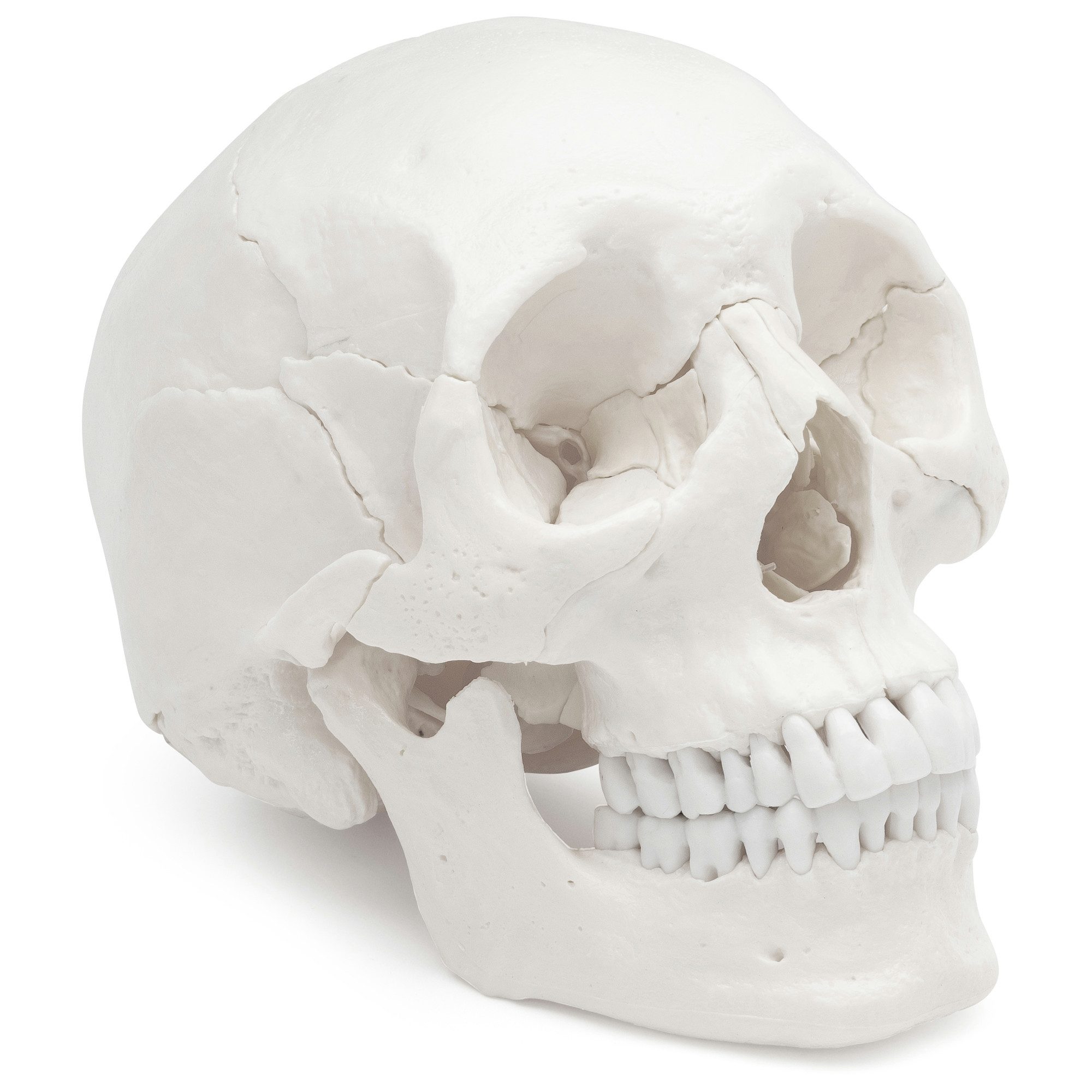 Cranstein Scientific Dekoobjekt Osteopathie Anatomie Schädel Modell lebensgroß 22 teilig weiß