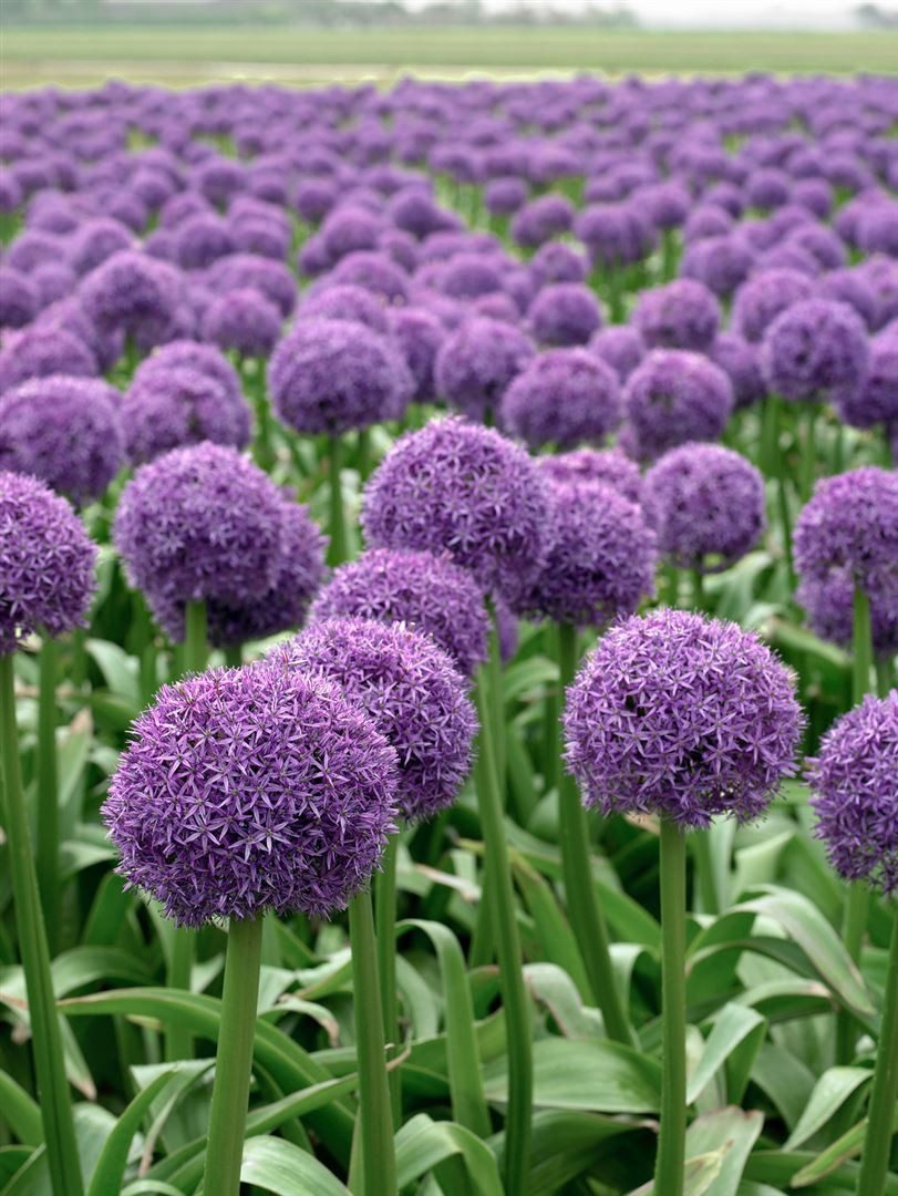 Pflanzen für Dich Staude Allium macleanii Globemaster, 1 St., Riesenlauch, Zierlauch